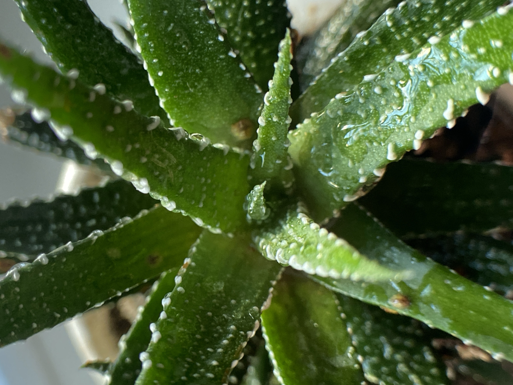 A close-up, top-down view focuses on the succulent leaves of a potted plant. The leaves are a vibrant green, with pointed tips and are covered in small, raised white bumps. Some leaves have visible water droplets clinging to their surfaces, reflecting the light. The plant is in a pot, with hints of the white pot visible. The background is blurred and out of focus, suggesting a shallow depth of field. The lighting is bright, creating highlights on the water droplets and the glossy surface of the leaves.