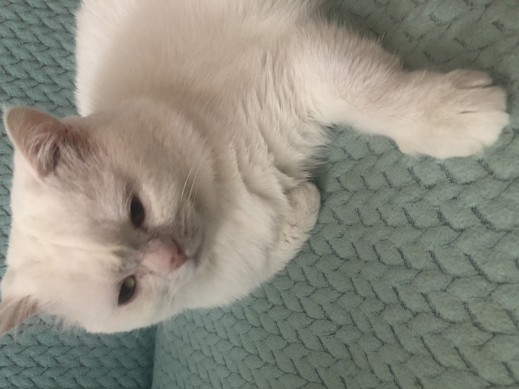 A fluffy white cat with light brown ears and pink nose is lying down on a textured blue surface, possibly a blanket or couch. The cat's eyes are open and looking slightly off-camera. The image is a close-up shot, focusing on the cat's head and a portion of its body. The lighting appears to be natural, casting a soft glow on the cat's fur. The background is out of focus, emphasizing the cat as the main subject. There is no visible text in the image.