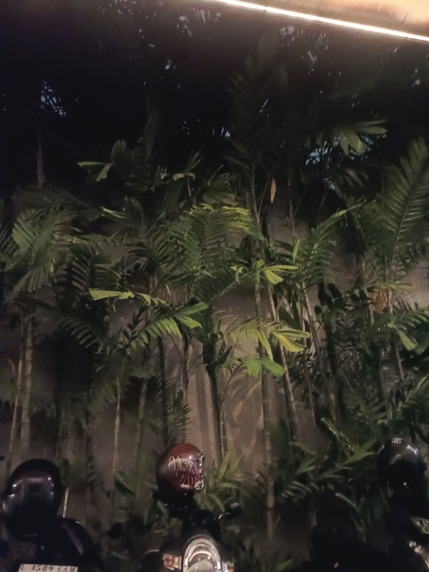 The image shows a nighttime scene in an unknown city. In the foreground, two parked motorbikes are visible. One motorbike has a helmet with red and white designs, while the other has a dark, plain helmet. Behind the motorbikes is a wall covered in lush, tropical-looking plants, predominantly palms, creating a green backdrop. A faint light source illuminates the plants from above.