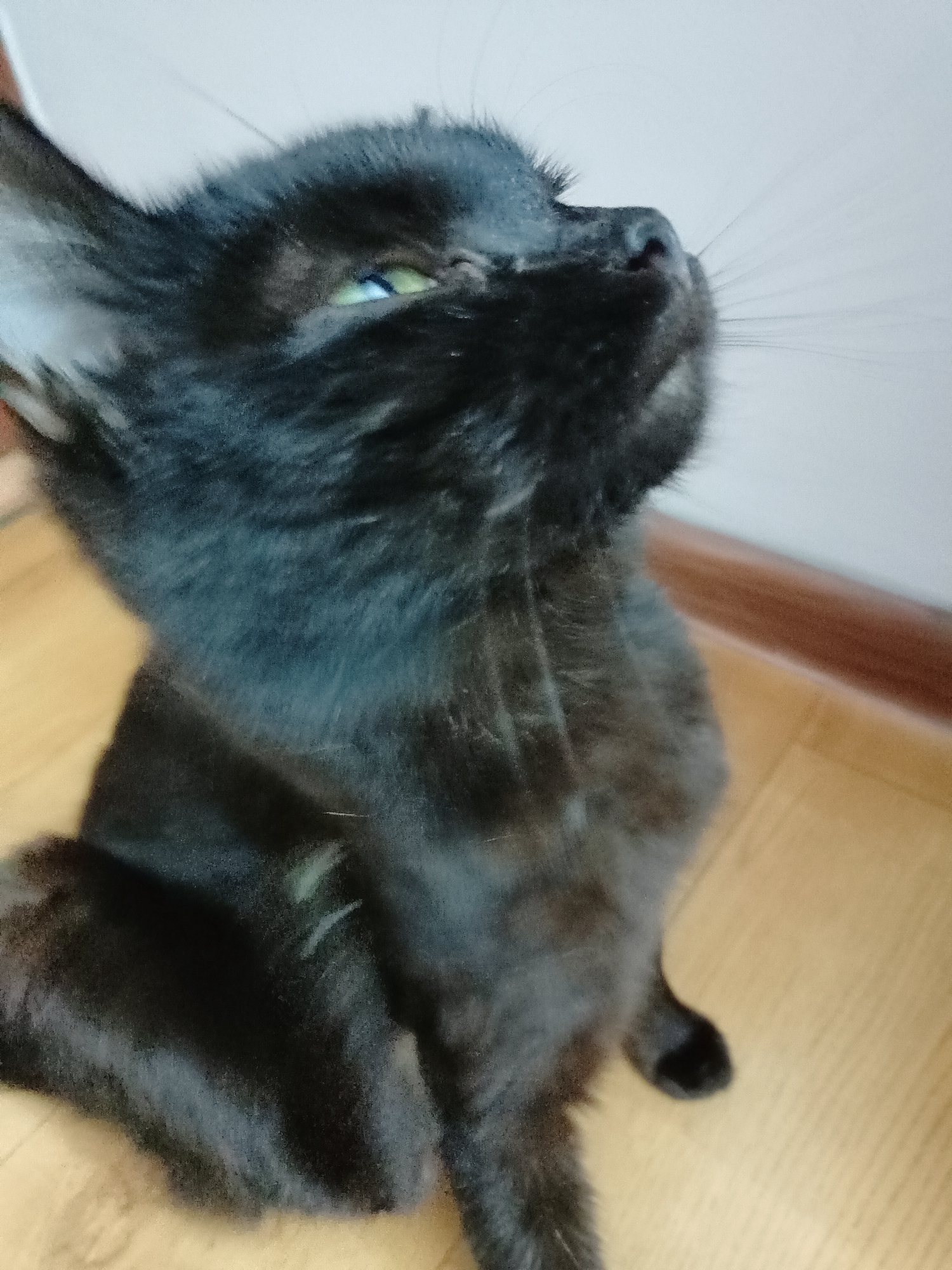 The media file is a close-up, medium shot of a black cat sitting on a light brown wooden floor. The cat is facing upwards and to the right, with its head tilted. Its eyes are partially closed and appear to be green or blue. Its whiskers are prominent. The background is a plain white wall with a thin, brown baseboard running horizontally. The lighting suggests an indoor setting, possibly during the daytime. The image is slightly blurry, particularly towards the edges, and a portion of the cat's body is out of focus. There are no people or visible text in the image. The context of Almaty, Kazakhstan does not provide specific visual cues within the image itself.