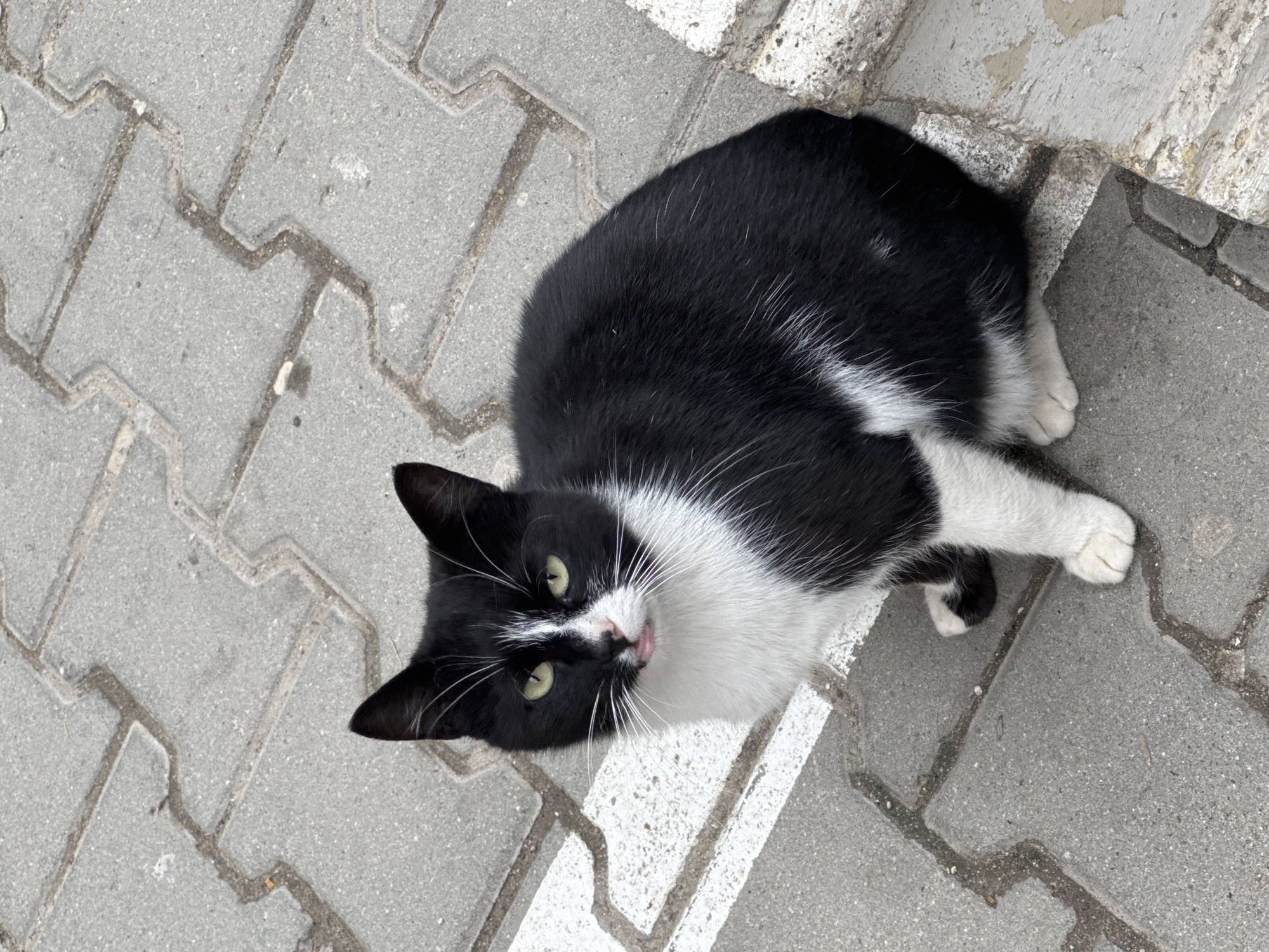 A black and white tuxedo cat lies on a gray interlocking brick sidewalk. The cat has white paws, chest, and face, with black fur on its head and back. The cat's green eyes are open, and its tongue is slightly visible. The sidewalk is composed of gray interlocking bricks, and a painted white line runs along one edge of the bricks. The location is Varna, Bulgaria.