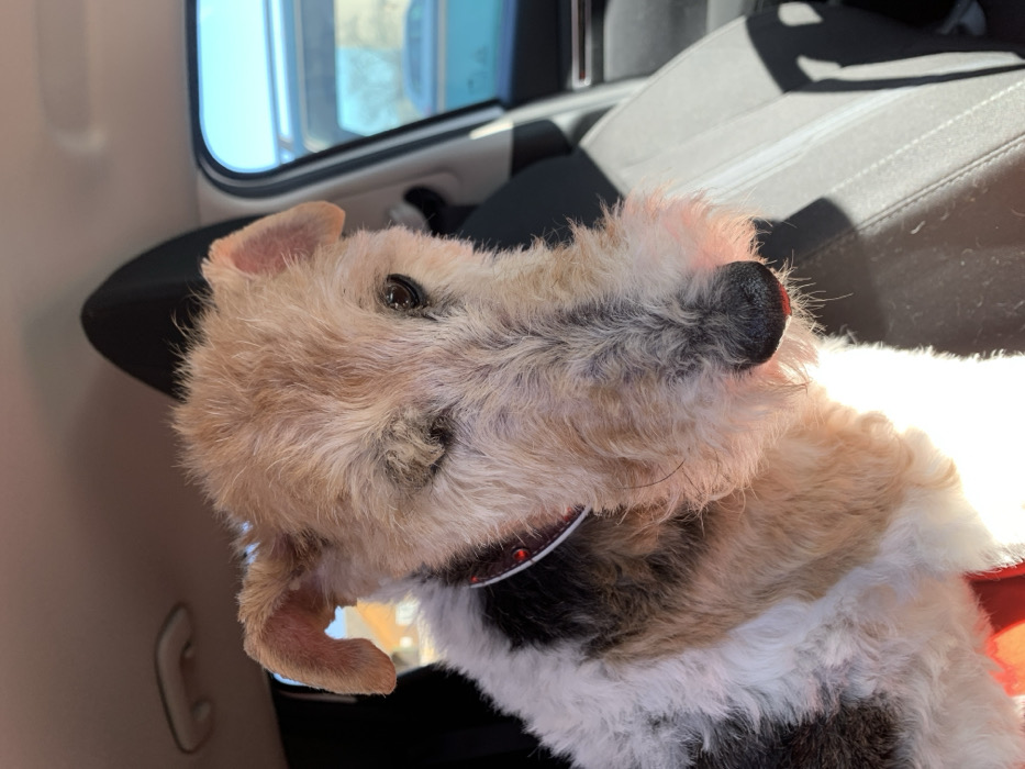 A Wire Fox Terrier type dog, predominantly white with tan and dark brown patches of coarse fur, is depicted in a medium close-up view. The dog is positioned within the front passenger seat of a vehicle, which features light gray fabric upholstery. Its right eye (viewer's left) is dark and open, looking slightly left of the camera. The area corresponding to its left eye is matted and appears recessed, indicative of an absent or non-functional eye. A thin, dark collar with small red studded embellishments is worn around its neck. A small red portion of the dog's tongue is visible protruding slightly from its closed mouth, below its black nose. Strong sunlight illuminates the dog from the front, casting distinct shadows on the car seat to its right. Through the vehicle's side window, a blurred exterior is visible, showing a clear blue sky, fragments of another vehicle (possibly light blue), and ambiguous light-colored structures in the background, consistent with an outdoor parking area. The interior of the vehicle includes a dark headrest behind the dog. No other subjects or specific identifying geographic markers for Квасоўскі сельскі Савет, Belarus, are discernable within the frame.