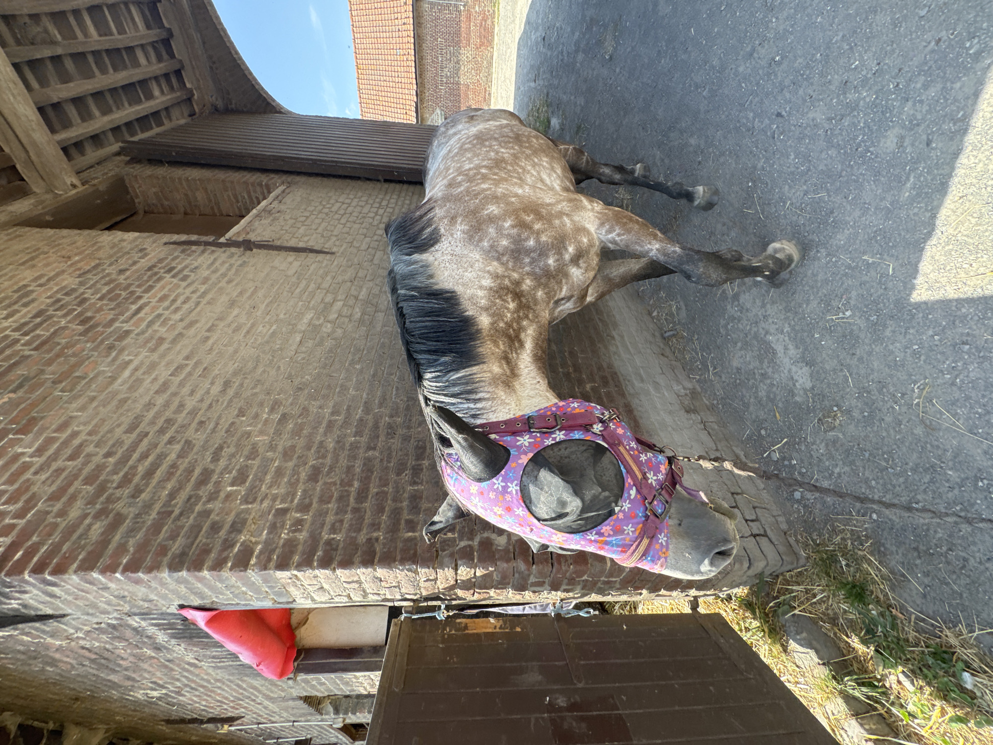 In a stable located in Estaimpuis, Belgium, a dappled grey horse stands facing left, wearing a light purple fly mask adorned with a floral pattern. The horse is partially within the shadow of a brick building, with its head and front legs visible. Behind the horse, a large, open wooden doorway suggests the entrance to a covered area or another part of the stable. The ground is paved with asphalt and scattered with straw and dry grass. To the left of the horse, a section of a dark brown wooden door is visible, and a bright red object, possibly a tarp or cushion, protrudes from an opening in the brick wall. The sky above is clear and blue. The building features rough-hewn wooden beams supporting the roof. Further in the background, the red-tiled roofs of other buildings are visible.