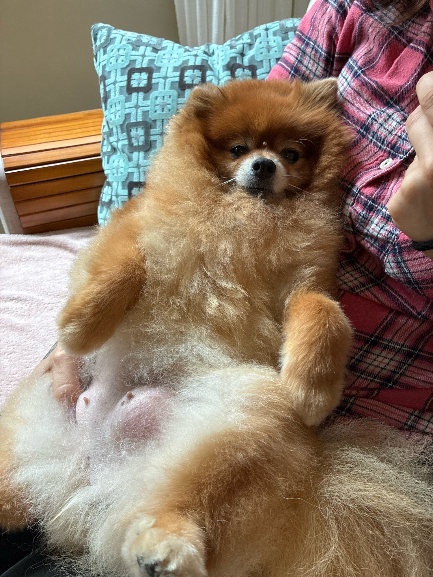 A Pomeranian dog lies on its back, held by its owner in Pinhais, Brazil. The dog has thick, fluffy, reddish-brown fur and is looking towards the camera with a calm expression. Its belly is exposed, revealing teats and pink skin. The owner is wearing a pink and white plaid shirt and is partially visible in the frame. In the background, a textured blue pillow and a wooden object are present. The overall scene suggests a relaxed and comfortable moment between a pet and its owner.