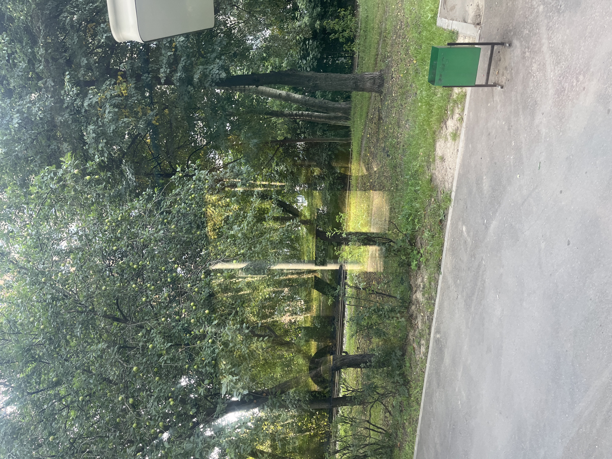 The image captures a view through a window, revealing a green trash receptacle on a paved area next to a grassy embankment. Beyond the embankment, trees with green leaves and some appearing to bear fruit are visible. The scene is illuminated by sunlight, creating reflections on the windowpane that distort the view of the trees and foliage. The overall impression is of an outdoor urban setting, likely a park or residential area, with a focus on natural elements juxtaposed with man-made structures.