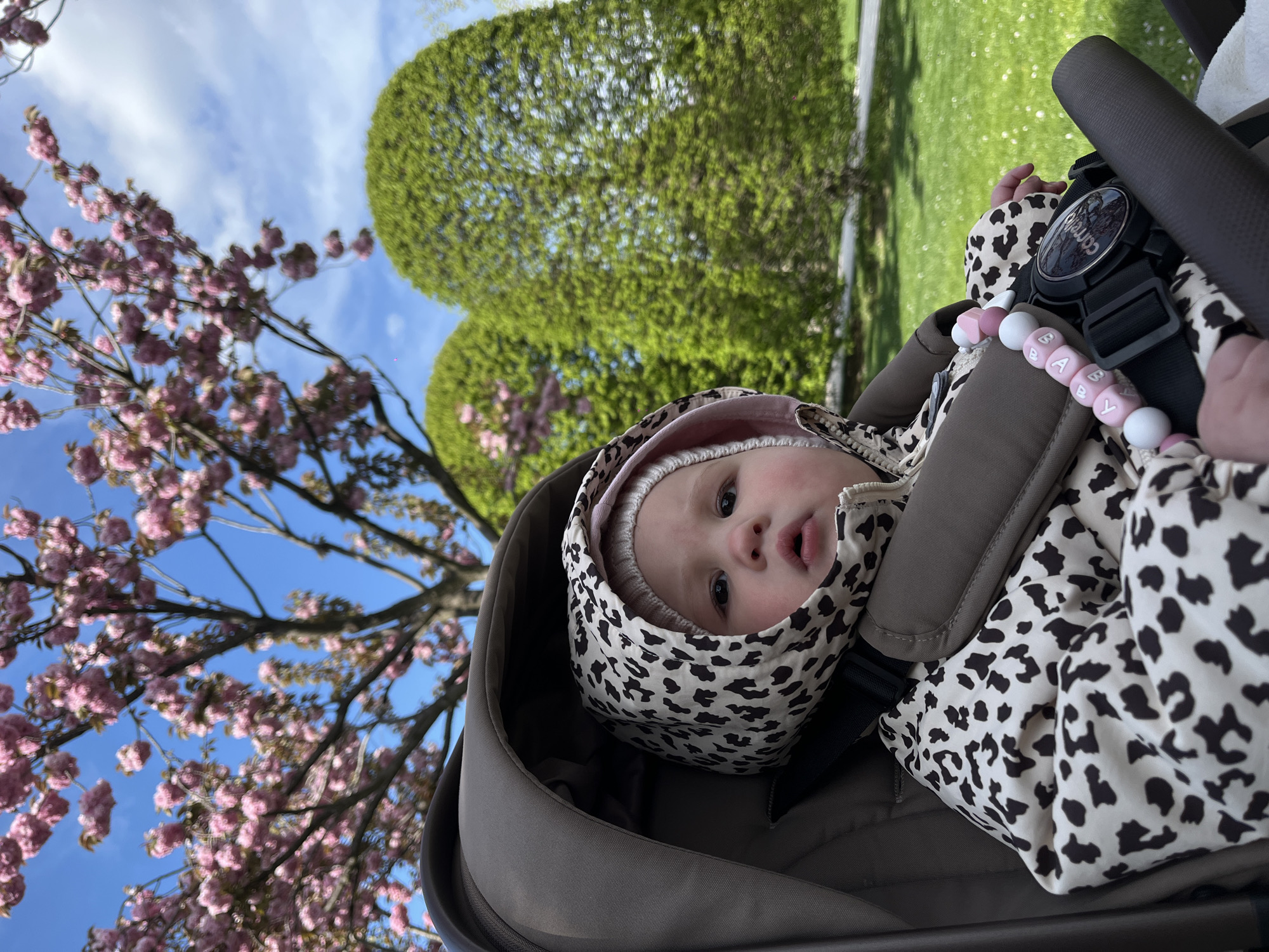 This image, set in Krasnodar, Russia, presents a close-up, slightly tilted view of a baby nestled in a dark grey stroller during a bright spring day. The infant, wearing a light-colored hat and a hooded jacket with a distinct black and white leopard print, gazes directly at the camera with wide, curious eyes and a slightly open mouth. A safety harness secures the baby in place.
Attached to the stroller harness is a pacifier clip featuring pink and white beads, where pink square beads spell out the word "B A B Y." Another black accessory, possibly a device holder, is also visible on the harness, with the brand name "Carello" faintly legible on its surface.
The background showcases a vibrant outdoor setting. To the left, branches laden with numerous delicate pink blossoms, characteristic of cherry or almond trees, bloom against a clear, bright blue sky dotted with soft white clouds. On the right side, large, well-manicured, spherical green bushes or topiaries add to the serene garden or park ambiance. The scene evokes a peaceful and pleasant outing, highlighting the fresh beauty of springtime.