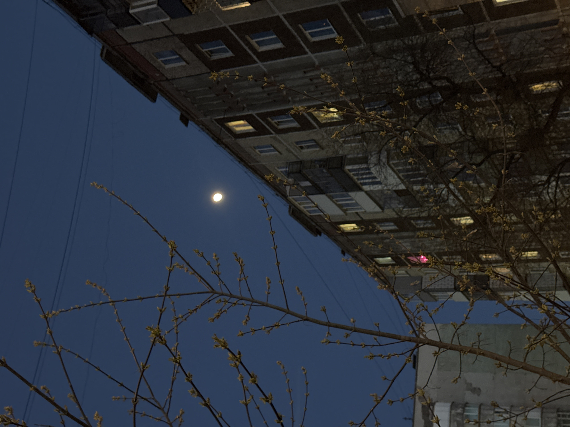 This image captures a nocturnal or late twilight urban scene in Perm, Russia, presented from an inverted perspective, looking upwards towards a building, the moon, and budding tree branches.
The primary subject is a tall, multi-story building, likely an apartment block, which appears inverted in the frame, dominating the upper right portion. It features a distinctive grid-patterned facade with numerous windows, many of which are illuminated from within, casting warm, yellowish light onto the dark exterior. A faint pink light is visible in one of the lower windows of this building. Reflections of bare tree branches can be subtly seen in some of its windows.
In the foreground, extending across the lower and central parts of the image, are the intricate branches of a tree, adorned with numerous small, light-green buds. These buds suggest that the scene is set in early spring. The branches are silhouetted against the deep blue, clear sky.
A small, bright, full moon is visible in the upper left quadrant of the dark blue sky. Faint, thin lines, possibly utility wires, are discernible in the sky near the moon. A second, lighter-colored building is partially visible behind the tree branches in the lower right portion of the frame. The overall atmosphere is quiet and somewhat surreal due to the unusual inverted perspective. There is no visible text.