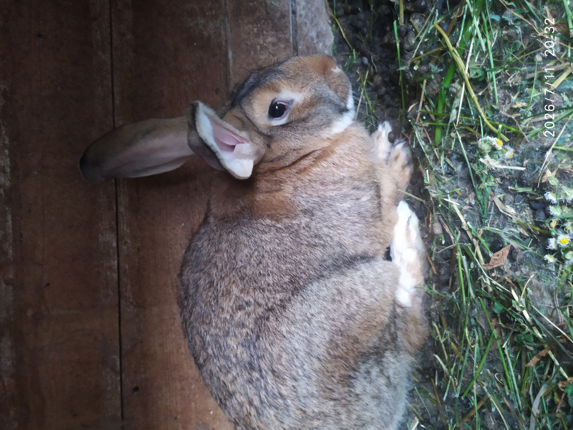 A brown rabbit is shown resting on a bed of hay and grass, in a wooden enclosure. The rabbit is facing right, with its head turned towards the viewer. Its fur is a mix of brown and gray, and it has long, prominent ears. The background consists of rough wooden planks. A timestamp at the bottom right reads "2026/7/11 20:32." The location is not specified in the image.