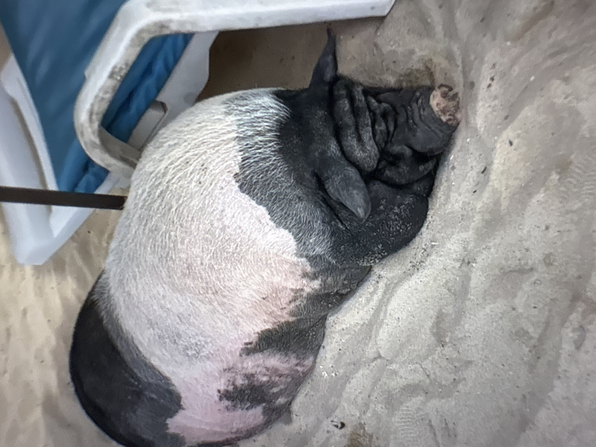 A pot-bellied pig with black and white markings is resting on a sandy beach. The pig is lying down, with its head towards the right side of the frame, partially obscured by folds of skin. Its snout is visible, showing a pinkish hue. The background shows part of a blue lounge chair and a white frame, suggesting a beach resort or recreational area. The sand is light brown and textured, with some small pebbles visible. The lighting suggests it is daytime.