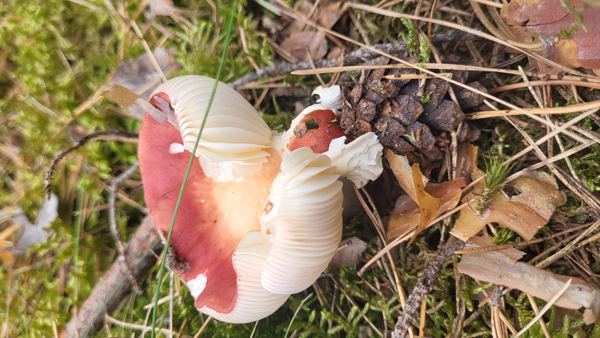 A close-up, eye-level shot captures a single mushroom with a red and white cap and white gills, growing in a forest floor environment. The mushroom is surrounded by green moss, pine needles, fallen leaves, and a pine cone. A small broken twig extends from the upper left to the center of the frame. The lighting is natural, suggesting an outdoor setting. The image appears to have been taken in the vicinity of Neuseddin, Germany, based on its natural forest scenery. There are no people or animals present, and no discernible actions are taking place. The scene is static and focused on the mushroom and its immediate surroundings.