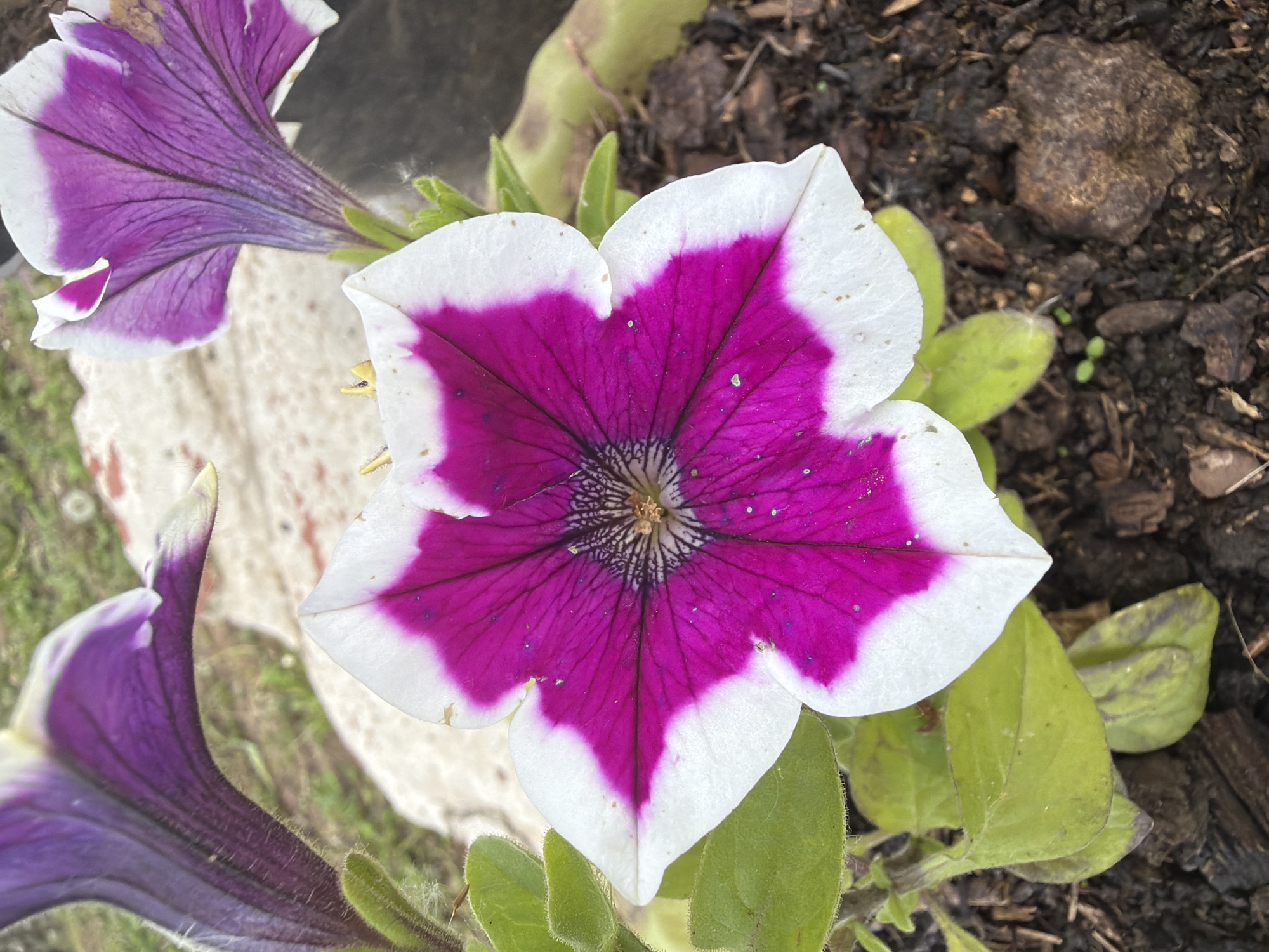 The image displays a close-up, top-down view of a vibrant bicolored petunia flower in an outdoor garden setting, likely in Chumnaya, Russia.
The main subject is a single, striking petunia flower positioned centrally. Its petals showcase a distinct pattern: a rich, deep magenta or purple color forms a star-like shape in the center, sharply contrasting with a clean white border along the outer edges of each petal. Fine, darker purple veins are visible across the colored portions, leading towards the flower's intricate core, which contains small, light brown reproductive structures surrounded by delicate dark lines.
Around the central bloom, parts of other petunia flowers, predominantly purple, are visible on the left side, appearing slightly out of focus. Green leaves, some showing a fine hairy texture, emerge from beneath and around the flowers. The background primarily consists of dark, earthy soil mixed with small rocks and wood chips, suggesting a planted bed or container. A blurry, light-colored structure, possibly made of concrete or stone, is partially visible on the left side of the background.
The image captures a static moment of natural beauty, highlighting the flower in full bloom under natural daylight. No human activity or visible text is present. The overall impression is one of vibrant flora thriving in an outdoor environment.