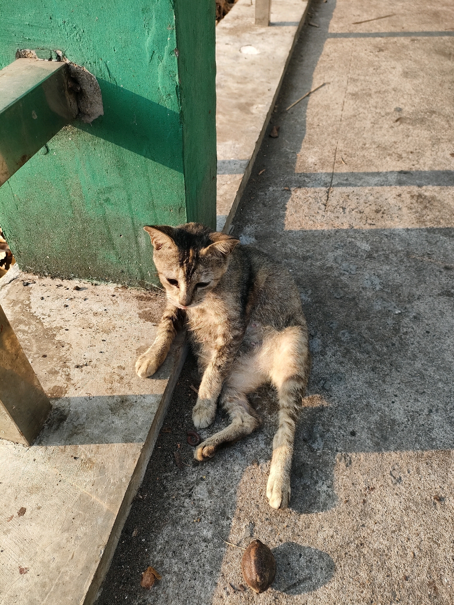 A thin, short-haired tabby cat is lying on a concrete surface, partially in the shade of a green pillar. The cat is facing left with its head tilted down, appearing to lick its paw. Its fur is a mix of brown, black, and gray stripes, and its belly is lighter in color. The concrete surface is uneven and weathered, with some debris and shadows cast by overhead structures. A small, dark object resembling a seed or nut lies on the concrete in front of the cat. The background shows more concrete and a sliver of a brown object, possibly a dry leaf. This scene is likely located outdoors in an urban environment, such as a sidewalk or alleyway, within the city of Banjarmasin, Indonesia, given the context.