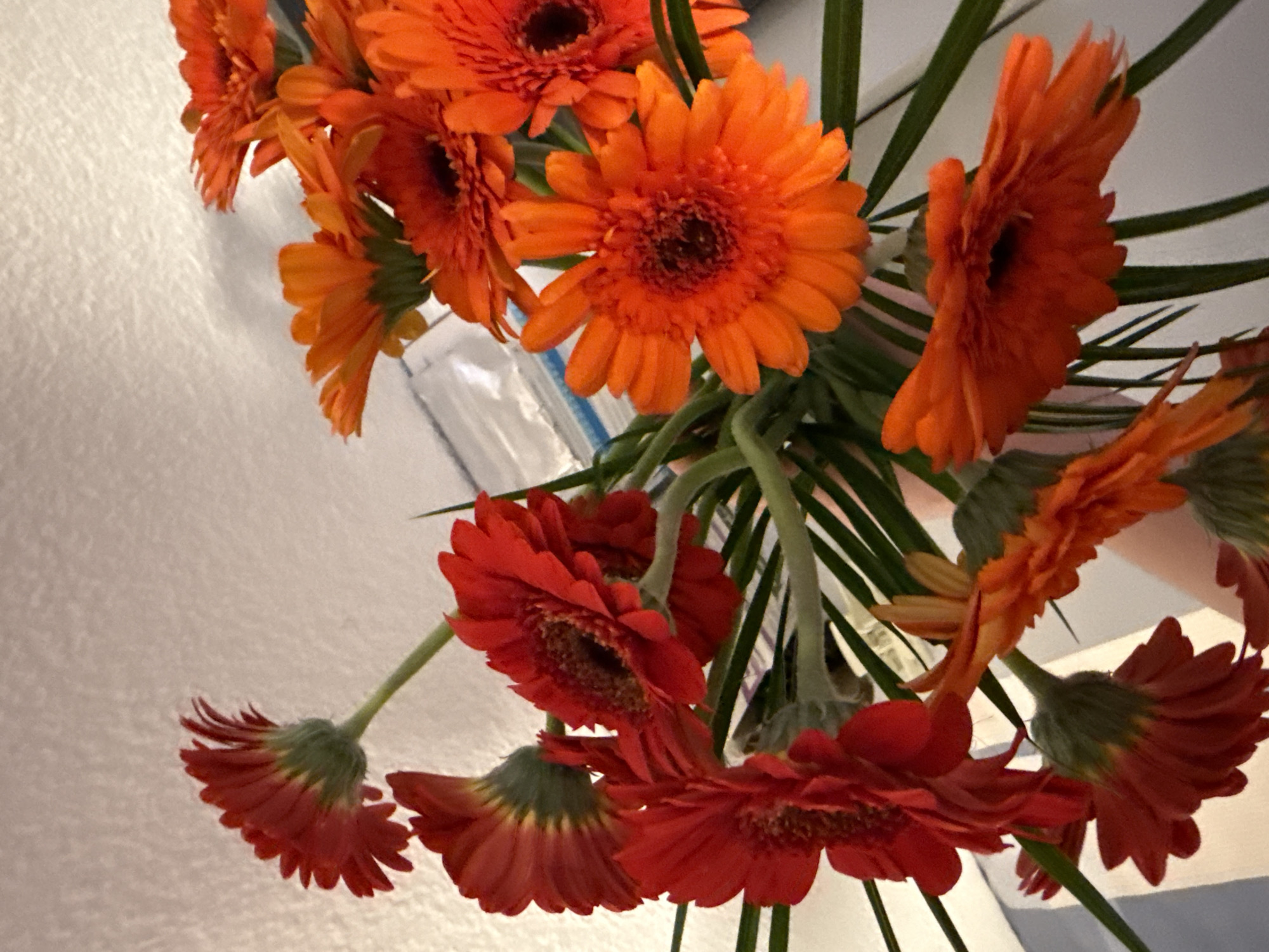 The image shows a close-up of a bouquet of gerbera daisies in various shades of red and orange. The flowers are arranged in a somewhat haphazard manner, with some facing the camera and others turned away. The petals are thin and pointed, and the centers of the flowers are dark. Green stems and leaves are visible among the blooms. The background is a textured, light-colored surface, possibly a wall. There is no indication of the location being in Lufingen, Switzerland, or any specific urban setting. The image is taken from a slightly elevated angle, looking down into the bouquet.