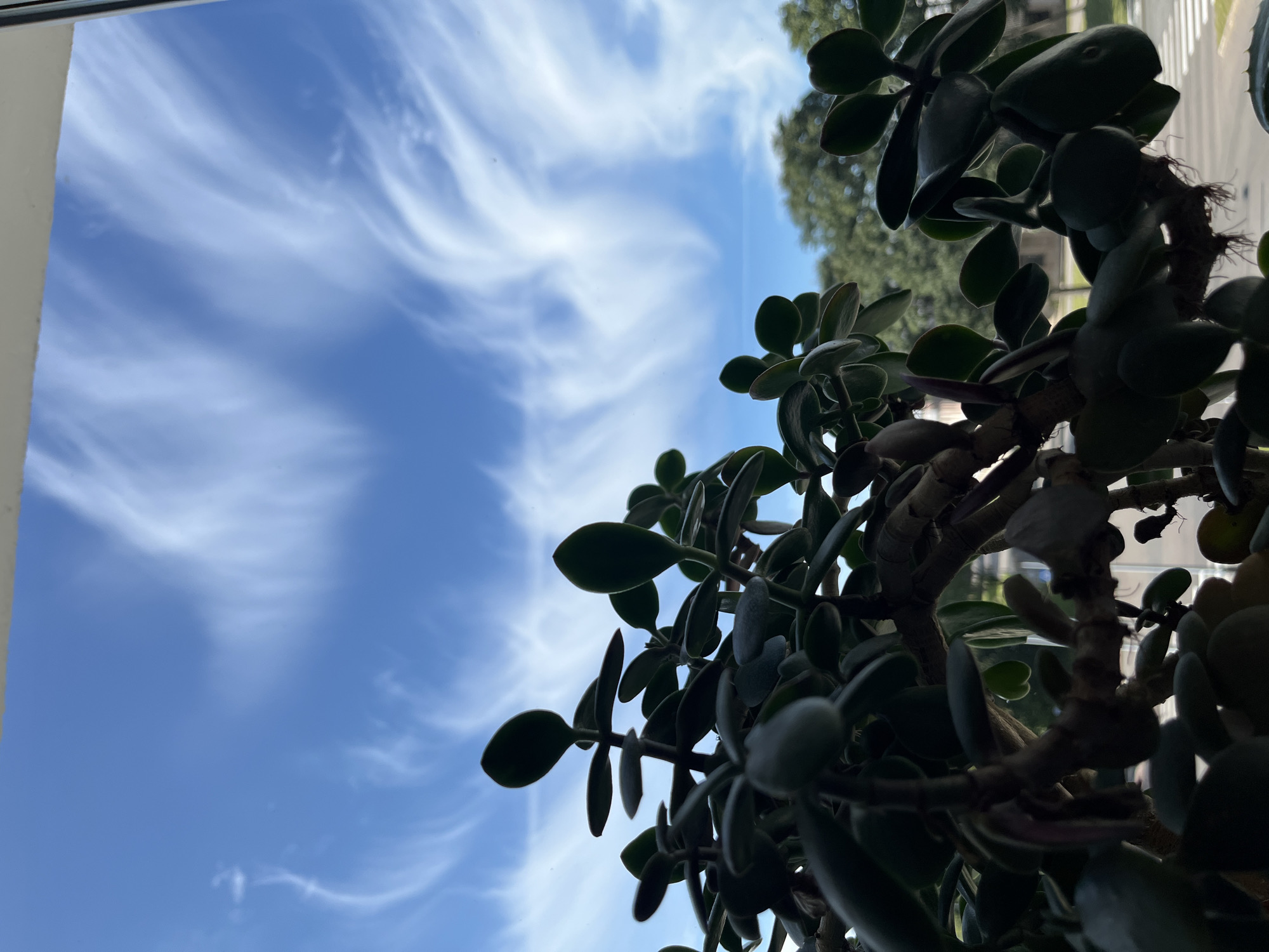 The image captures a close-up view of a jade plant, its dark green leaves and thick stems silhouetted against a bright blue sky filled with wispy white clouds. The plant appears to be positioned indoors, near a window, as indicated by the clear visibility of the sky and the subtle framing of the window frame at the top of the image. Beyond the plant, out of focus, is a glimpse of an urban environment. Green trees are visible, suggesting a park or residential area. In the lower portion of the frame, a crosswalk and a street can be discerned, hinting at a street-level view within the city of Kohtla-Järve linn, Estonia. The overall scene suggests a moment of calm observation, looking out from an indoor space into the sky and the surrounding cityscape.
