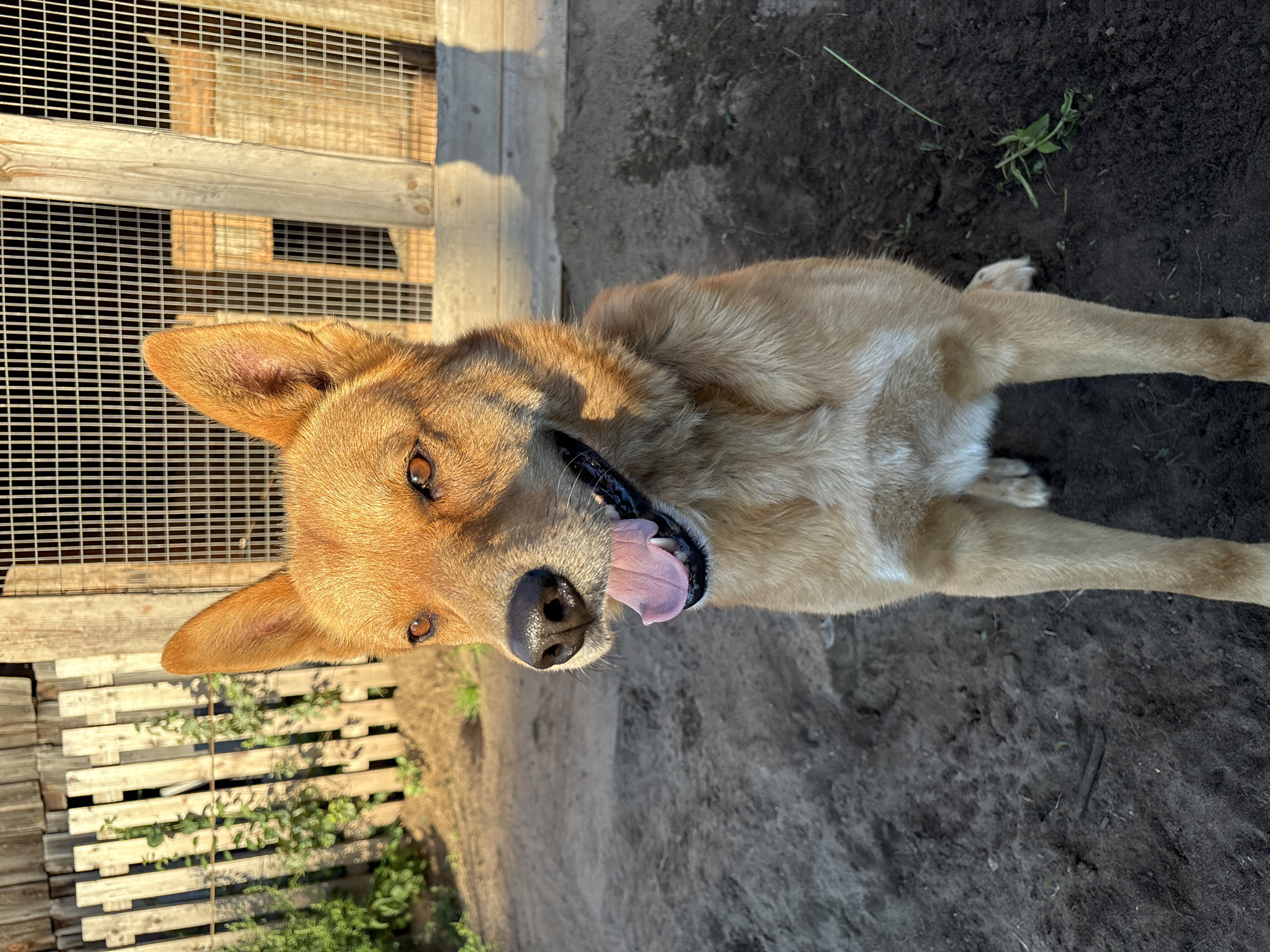 The image shows a medium-sized dog with golden-brown fur sitting outdoors on dark, dry soil. The dog is facing towards the viewer, with its mouth slightly open and tongue visible, indicating it might be panting or resting. Its ears are erect, and its eyes are dark and attentive. Behind the dog is a rustic wooden fence and a wire enclosure, suggesting a yard or a kennel area. Sunlight casts shadows on the ground and illuminates the dog's fur. The overall environment appears to be rural or semi-rural. The city of Ветлужский, Russia, is a plausible setting for this type of rural outdoor scene.