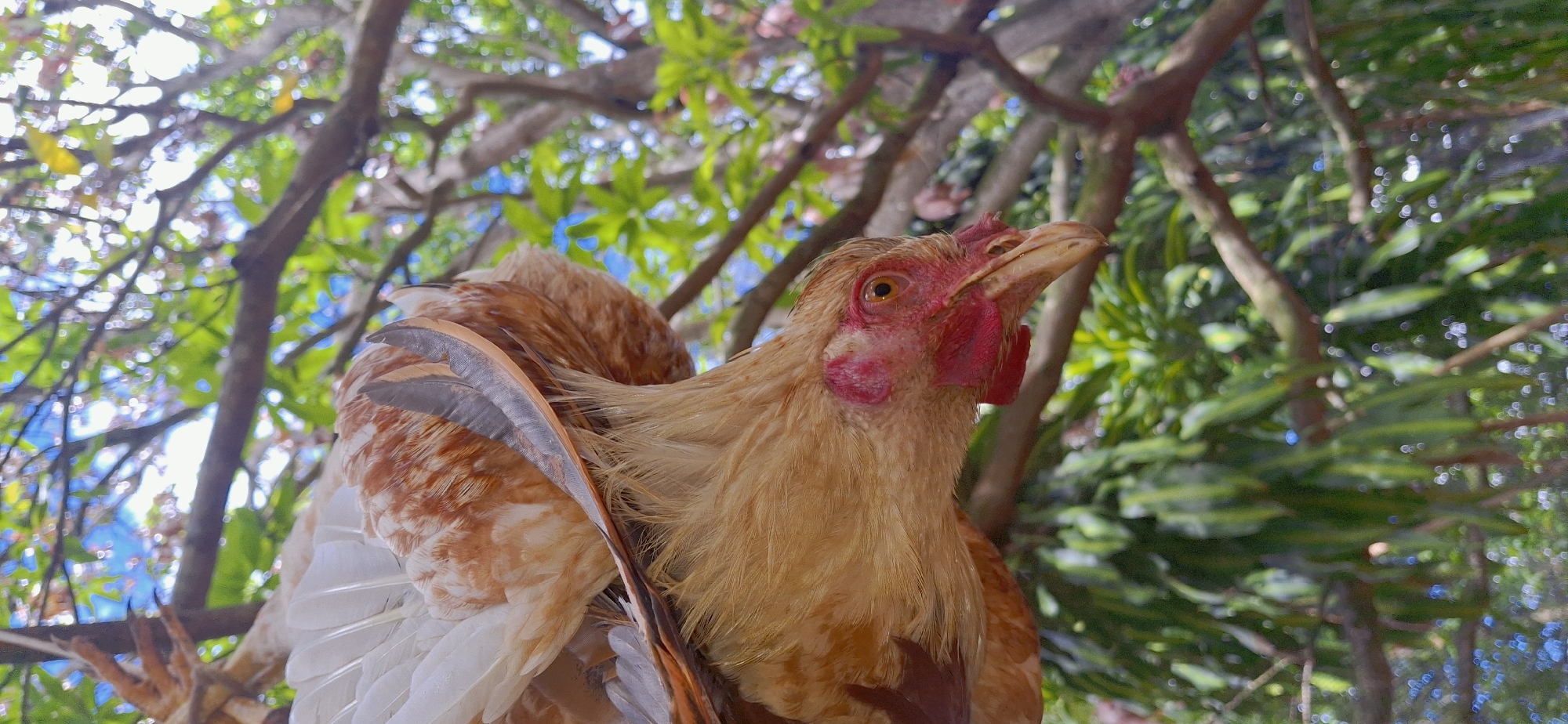 A hen is perched on a tree branch in Vallecito, Venezuela. The hen has light brown and white feathers, a pink comb, and a yellow eye. The hen is facing to the right, with its head slightly lowered. The hen's body is mostly obscured by its wings, which are spread out. The tree branch is brown and textured, with green leaves and a blue sky visible in the background. The scene is illuminated by natural light.