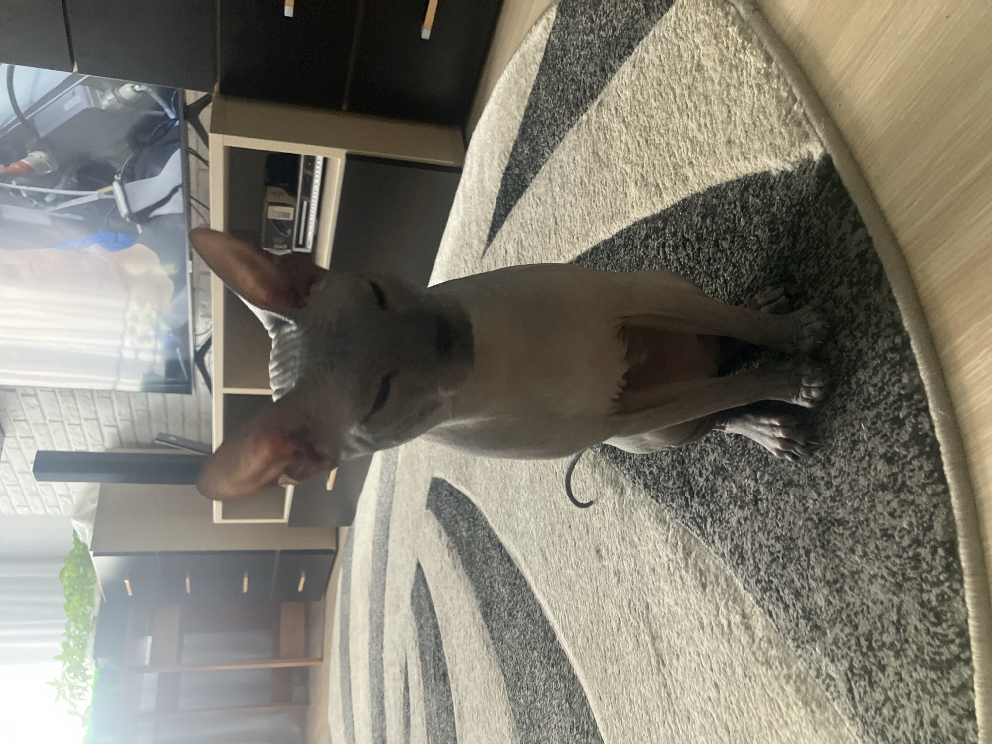A pale gray Sphynx cat sits on a circular rug with alternating bands of light gray and dark gray/black. The rug is placed on a wooden floor. A black metal collar tag is visible near the cat's tail. The cat is indoors. In the background, there is a piece of furniture with drawers, a sound bar, a television, a fake plant, and light-colored brick wall partially visible. The location is Chaikovsky, Russia.