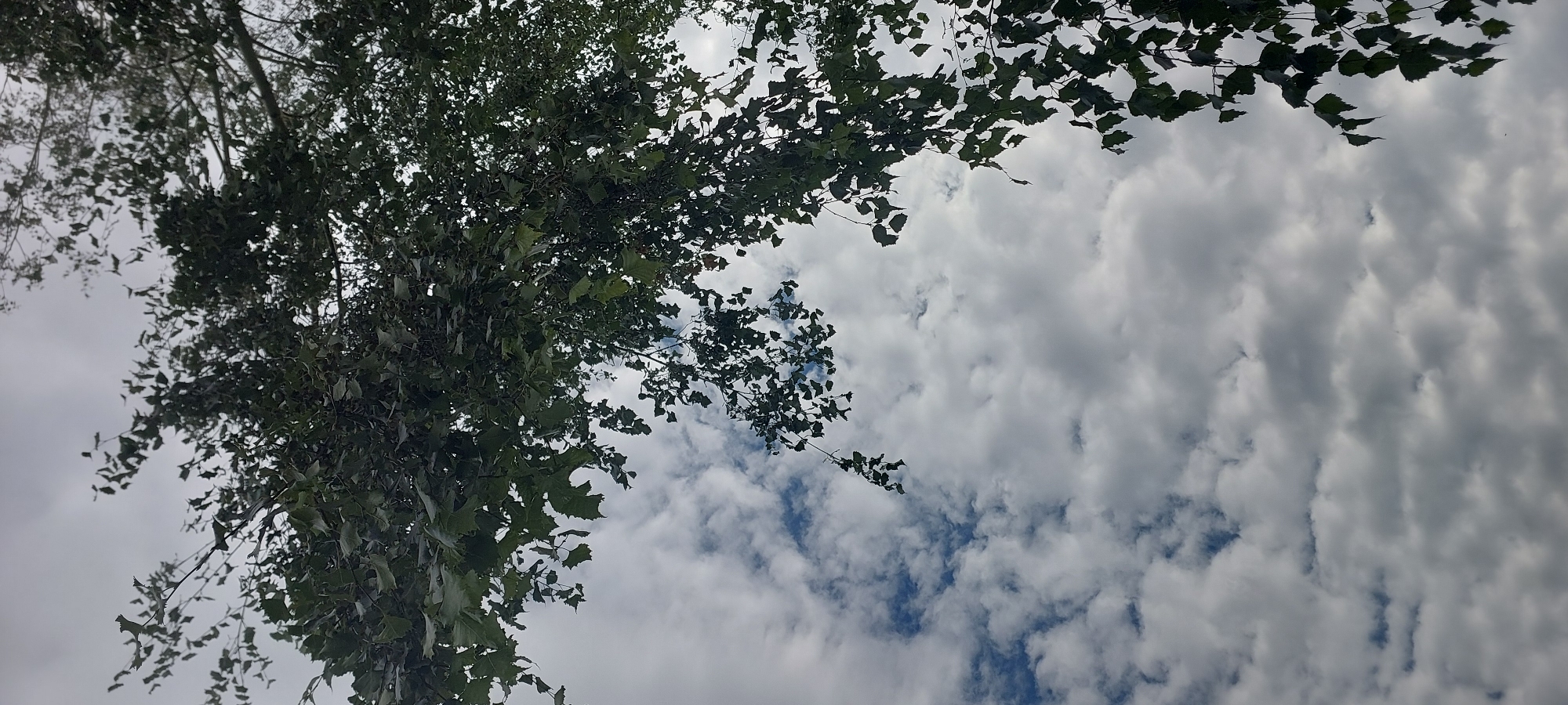 The image depicts a view looking upwards through the branches and leaves of a tree against a cloudy sky. The foliage is dense in some areas and sparse in others, with the leaves appearing dark green. The sky is a mix of white and grey clouds, with patches of blue visible in between. The overall impression is of a partly cloudy day, with the tree branches framing the sky. There are no people, animals, or man-made structures visible in the image. The context of Praporştşikovo, Kazakhstan is not discernible from the visual content of the photograph.