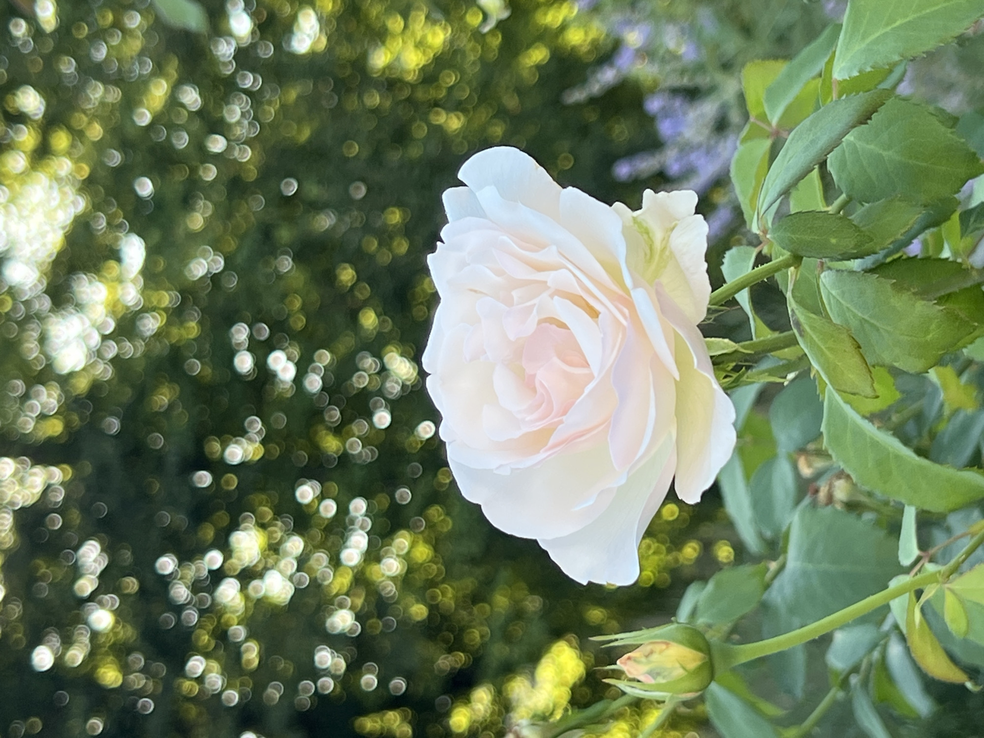 A close-up, eye-level shot features a single, fully bloomed pale pink rose positioned slightly to the right of the frame. The rose's petals are delicately layered and unfurled, revealing soft, inner pink hues. To the left of the rose, a single green rosebud is visible, partially closed. The rose and bud are situated amongst lush green leaves and stems. The background is blurred and consists of a bokeh effect of green and yellow circles, indicating foliage and sunlight filtering through trees. In the lower right corner, hints of purple flowers, possibly lavender, are present. The image appears to be taken outdoors in a garden setting, possibly in Moosburg, Germany, given the context. There are no people or animals in the frame, and no discernible actions or interactions are taking place. The lighting suggests it is daytime, with natural sunlight creating highlights and a soft overall illumination.