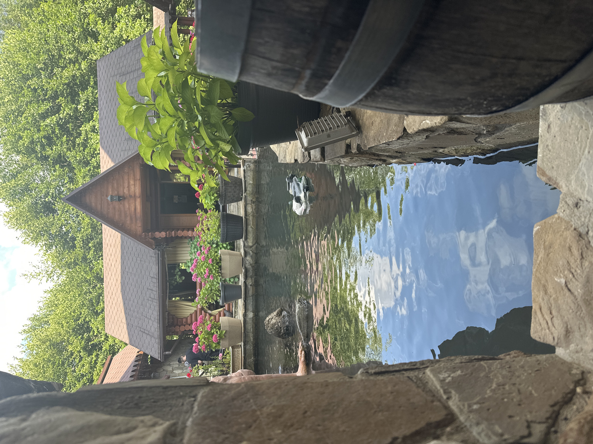 A picturesque outdoor scene is captured in Krasnaya Polyana, Russia, featuring a rustic wooden building with a brown, shingled roof, nestled amongst lush green trees. In front of the building, a collection of potted hydrangeas with bright pink flowers adds a vibrant touch. A clear, reflective pond occupies the foreground, with its surface mirroring the sky and surrounding foliage. Floating on the water are two decoy ducks, one light gray and the other dark gray.
To the left of the pond, a rough-hewn stone wall frames the view, leading down to the water's edge. On the right side of the pond, a large wooden barrel, possibly for decoration or storage, is positioned close to the stone edge. A metal object with fins, possibly a heater or filter, rests on the stone ledge near the barrel.
In the water, partially submerged, is what appears to be a live turtle with a dark, textured shell. A human leg is visible entering the pond from the far left, suggesting a person is either interacting with the water or the turtle. In the background, near the entrance of the wooden building, a person in a black shirt is visible, seemingly tending to the flowers. The overall atmosphere is serene and natural, evoking a sense of tranquility and rural charm.