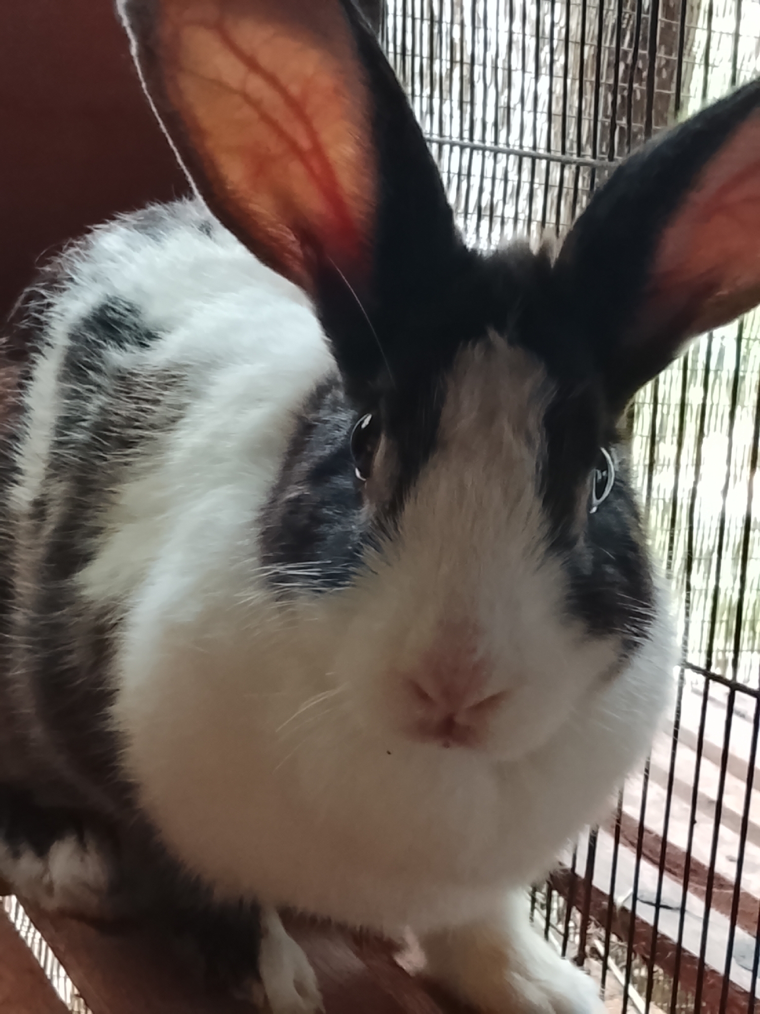 A close-up, eye-level, medium shot shows a Dutch rabbit with black and white markings, its head and upper body filling the frame. The rabbit is inside a cage with a wire grate visible in the background, suggesting an urban environment or domestic setting. The rabbit's large ears are erect and angled upwards, revealing pink interiors with visible veins. Its eyes are dark and reflect light, while its nose and mouth area are a soft pink. The fur has a distinct pattern of black and white patches. The cage bars appear to be metal and are arranged vertically. The scene does not provide specific indicators of its location in Blang Cut, Indonesia, other than the implied domestic or urban context.