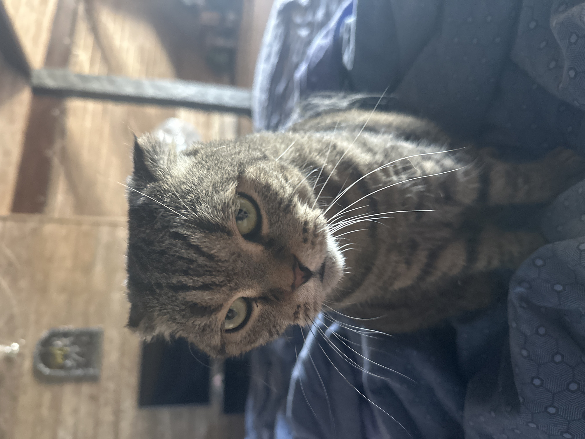 The image is a medium shot of a tabby cat sitting on a blue patterned blanket. The cat is looking directly at the camera with a stern expression. Its fur is striped with shades of brown and black, and its ears are folded downwards. The background is blurred, showing wooden walls and a portion of a television screen. The scene appears to be indoors, possibly in a bedroom or living area. There is no indication of the location being in the city of Virki, Russia.