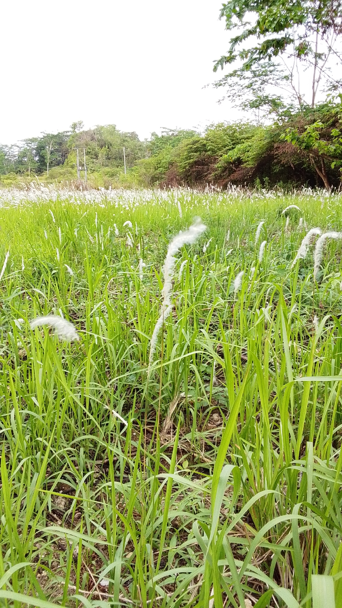 A low-angle, vertical shot captures a lush, green field dotted with fluffy white plumes of grass, common in the rural outskirts of Cintakarya, Indonesia. The foreground is dominated by tall, vibrant green blades of grass, with a few of the feathery white seed heads of a Saccharum spontaneum plant reaching upwards. The middle ground is a sea of similar green grass and white plumes, extending towards a line of trees. In the background, a dense forest of various shades of green and brown trees stands against a bright, overcast sky. The overall impression is one of natural, untamed beauty in the Indonesian countryside.