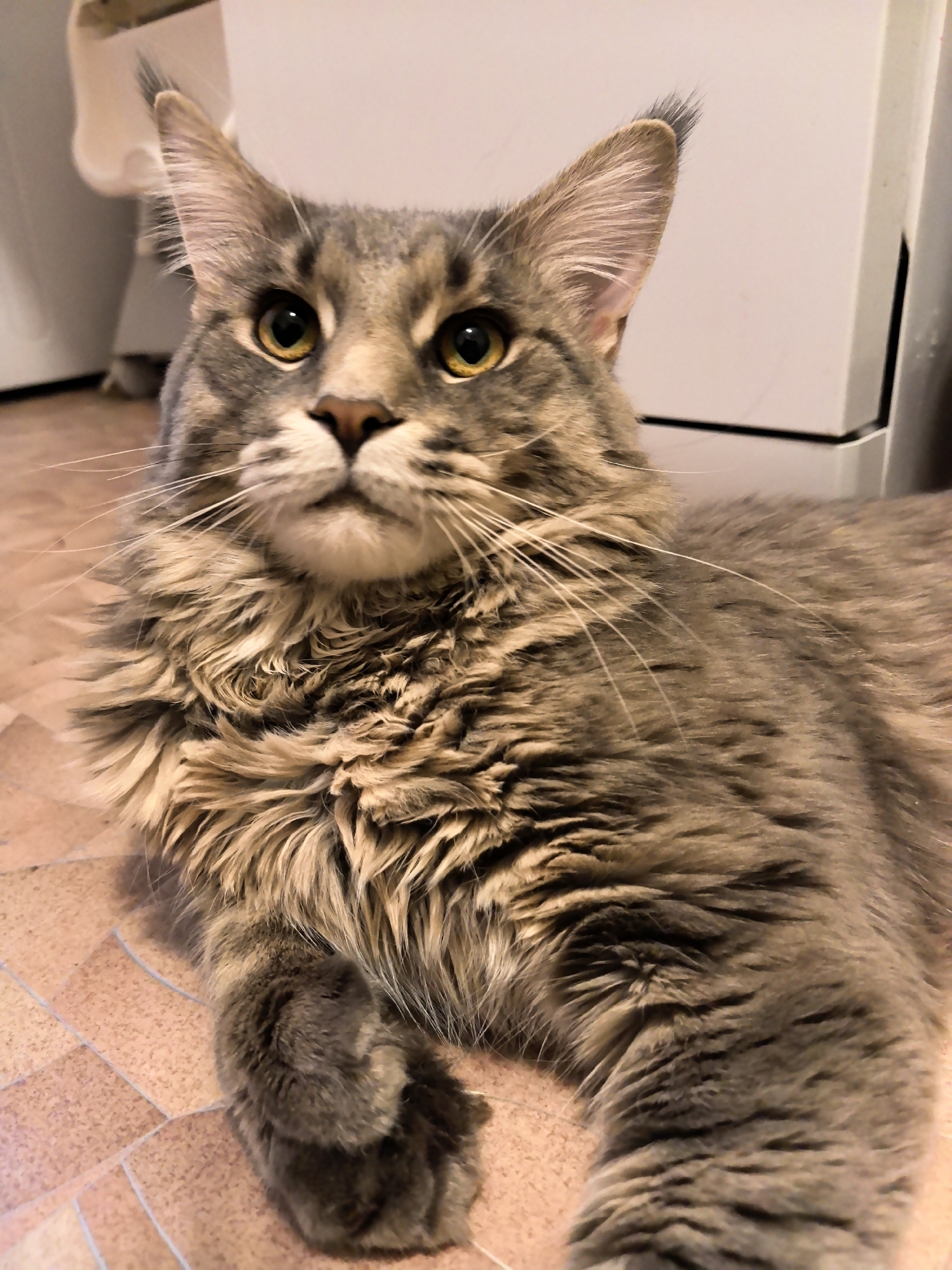 A gray and brown Maine Coon cat is lying on a tiled floor. The cat has yellow eyes, long whiskers, and tufts of fur on the tips of its ears. The background includes a white cabinet and a white toilet. The location is not specified.