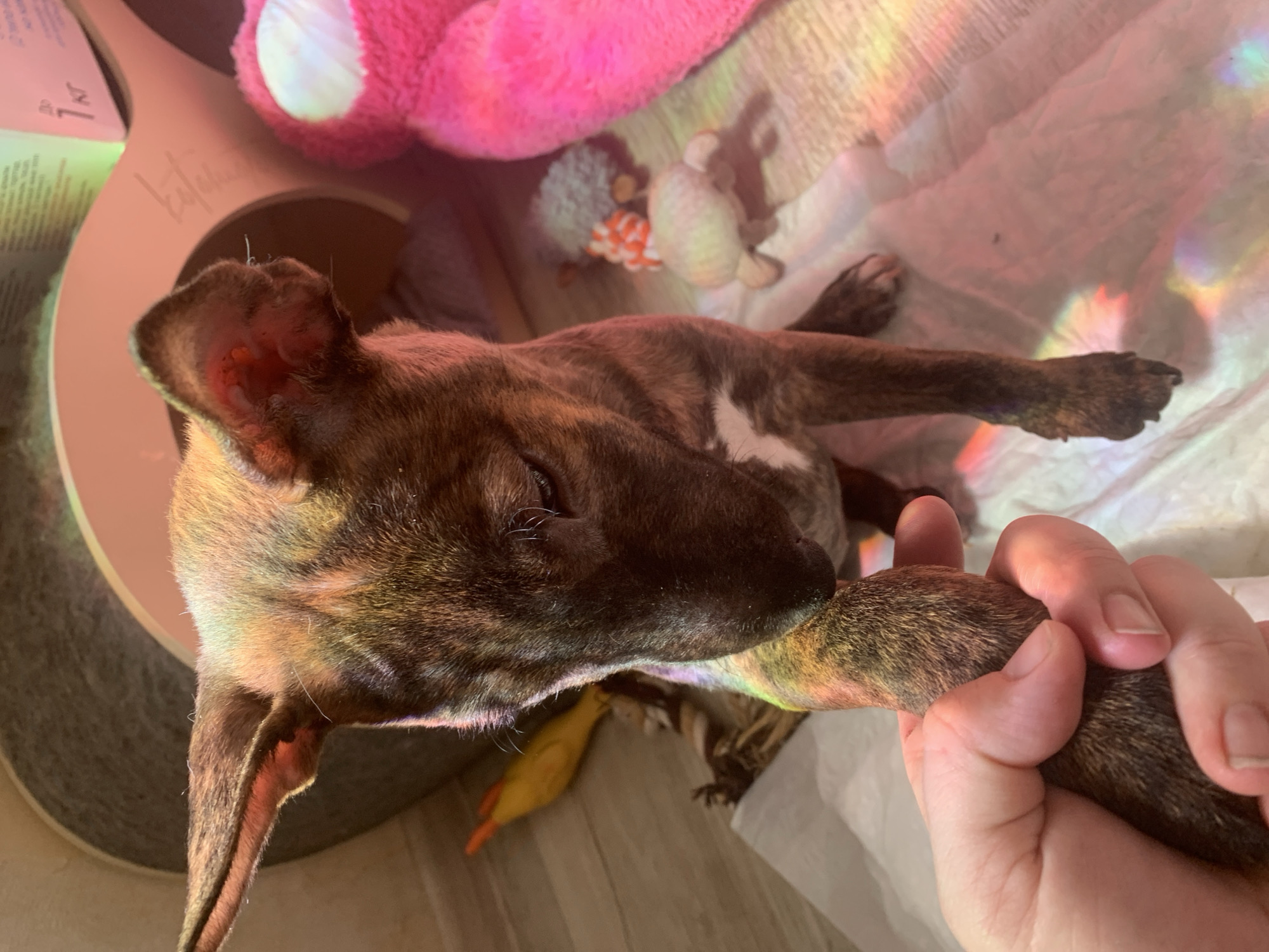 A brindle-colored bull terrier puppy is held by a person's hand, with its paw clasped. The puppy's head is bowed, and its eyes are not clearly visible. The scene is indoors, with a wooden floor and a light-colored surface beneath the puppy. In the background, there are several pet toys, including a pink fuzzy toy and smaller plush toys. A partially visible cardboard box with text in Russian is also present. The lighting casts colorful reflections on the puppy and the floor, suggesting the presence of a light source creating a rainbow effect. The overall setting implies a domestic environment, likely a home, possibly in Kazan, Russia, given the Cyrillic text on the box.