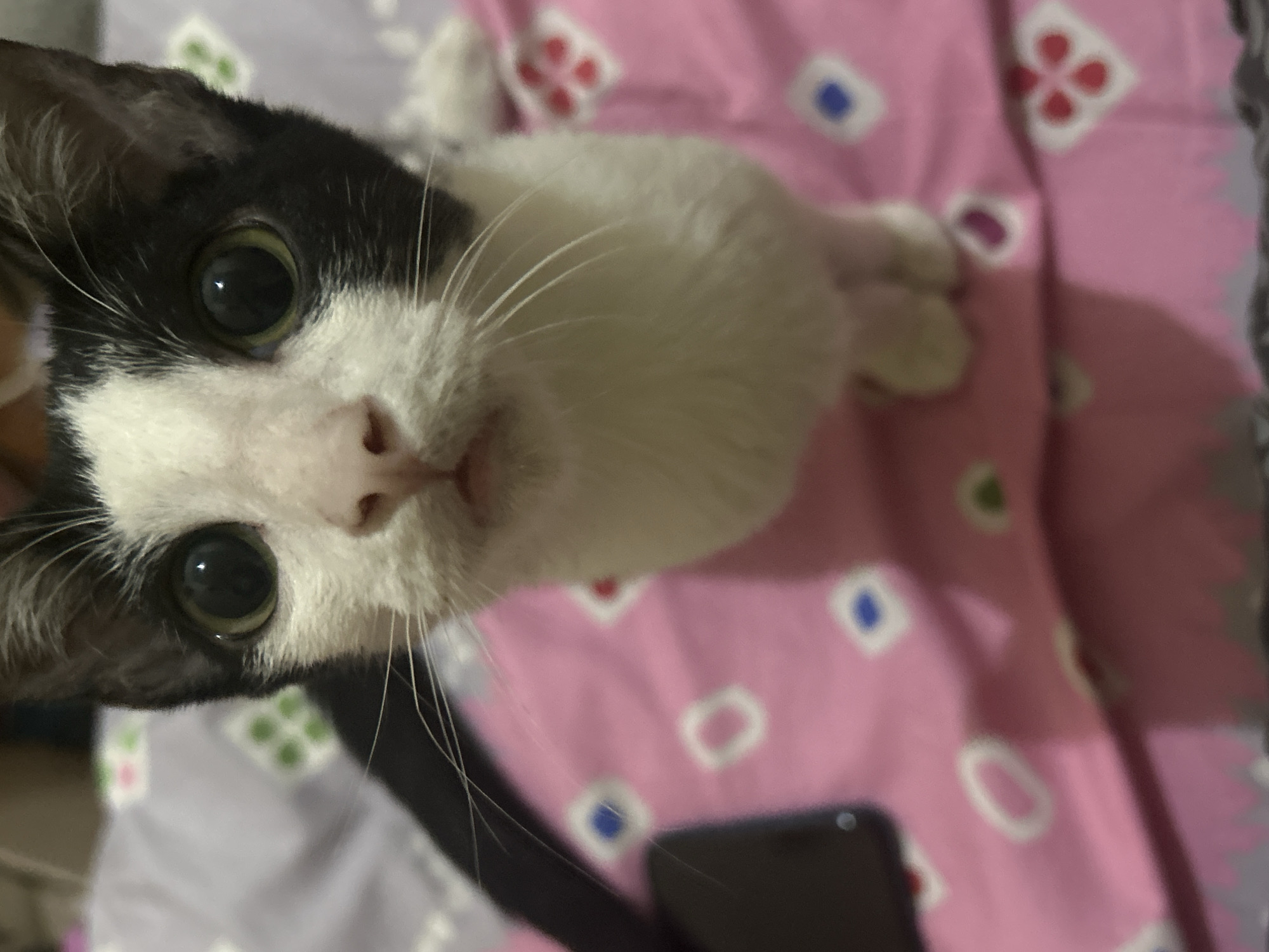 A close-up, head-on, medium shot of a young, black and white cat. The cat has large, round, green eyes that are looking directly at the camera. Its face is mostly white with black markings around its ears and eyes. The cat's mouth is slightly open. It is lying on a pink surface with a pattern of white diamond shapes containing smaller colored shapes, such as blue and red squares, and white circles. A dark rectangular object, possibly a phone, is visible to the left of the cat. The background is blurred, but appears to be a patterned textile, possibly a bedspread. The image was taken indoors, likely in a residential setting in Makassar, Indonesia, as no outdoor elements or identifiable landmarks are present.