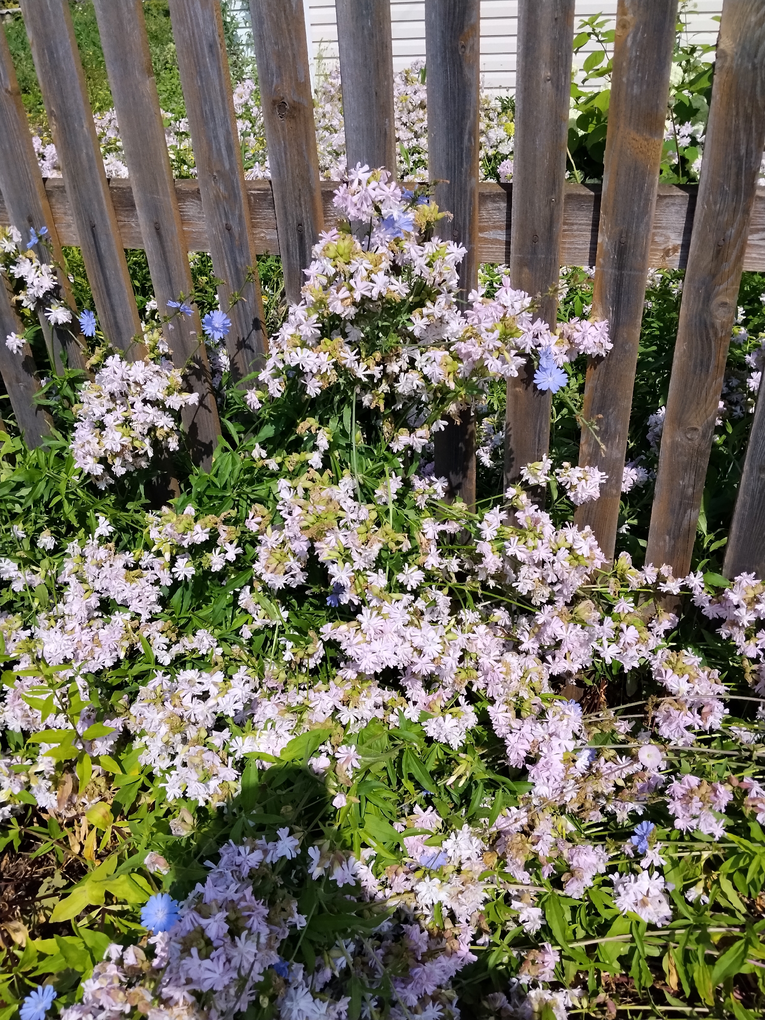 This is a photograph taken outdoors in a garden area, likely in Mikhailovka, Russia, featuring a weathered wooden fence and a dense growth of flowering plants. The fence is constructed of vertical wooden planks, some showing signs of age and wear, with a horizontal support beam visible across the middle. In front of the fence, a profusion of small, light pink and white flowers are in bloom, interspersed with greenery. A few scattered bright blue flowers are also visible, adding contrast to the scene. The overall impression is one of natural, uncultivated beauty, suggesting a warm, sunny day. No people or animals are present.