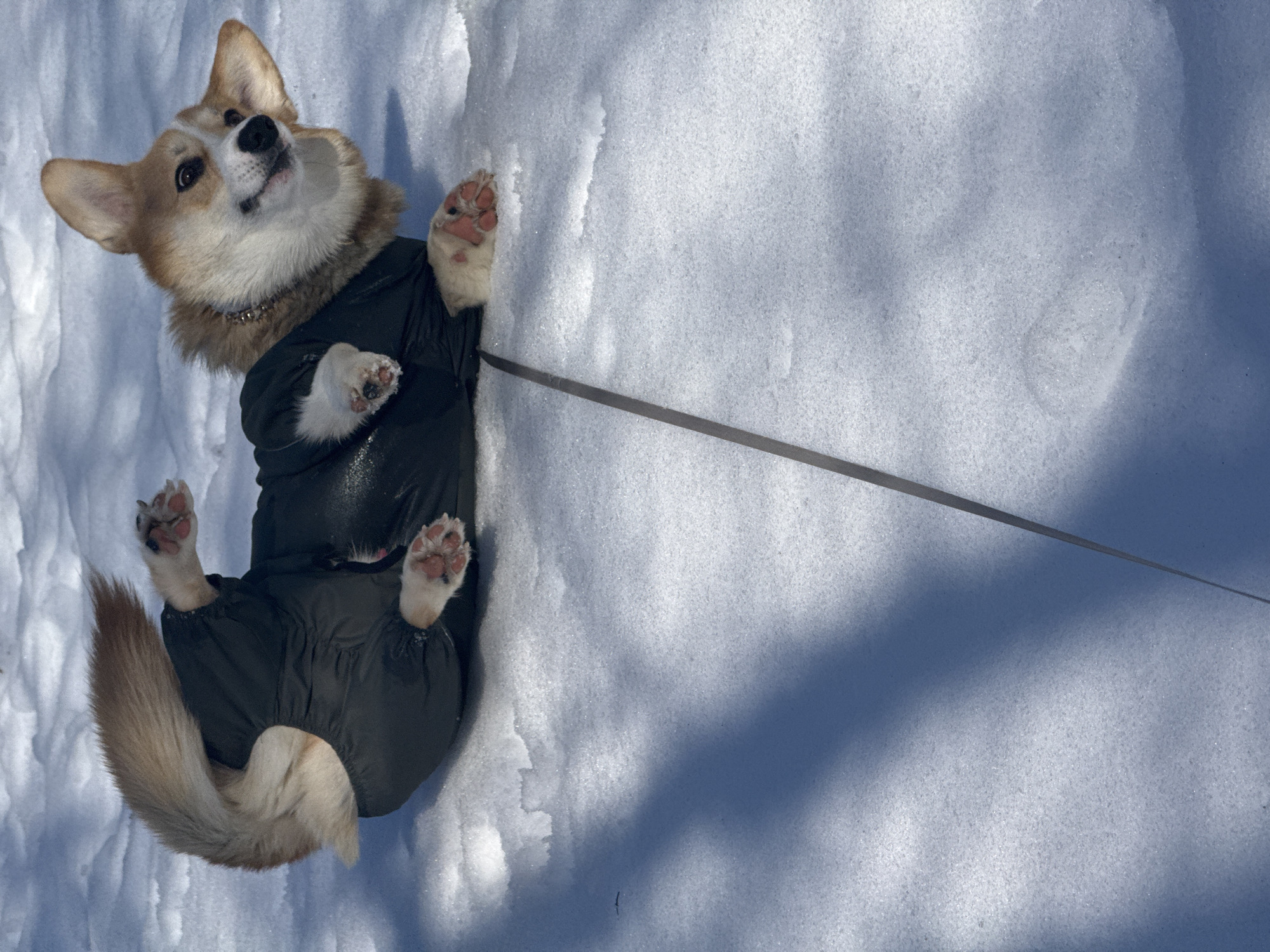 A Pembroke Welsh Corgi, located in Votkinsk, Russia, is depicted lying on its back in a snow-covered outdoor environment. The dog wears a dark, padded winter coat, covering its torso and legs, exposing its head and tail. A metallic collar is visible around its neck. Its head is turned towards the viewer, exhibiting an alert expression with a slightly open mouth, revealing teeth and tongue. All four paws, with visible pink pads, are raised in the air. A thin, dark leash extends diagonally from the dog's chest area towards the lower right corner of the frame. The ground is uniformly covered in white, glistening snow, under bright illumination that casts elongated blue shadows across the lower half of the scene.