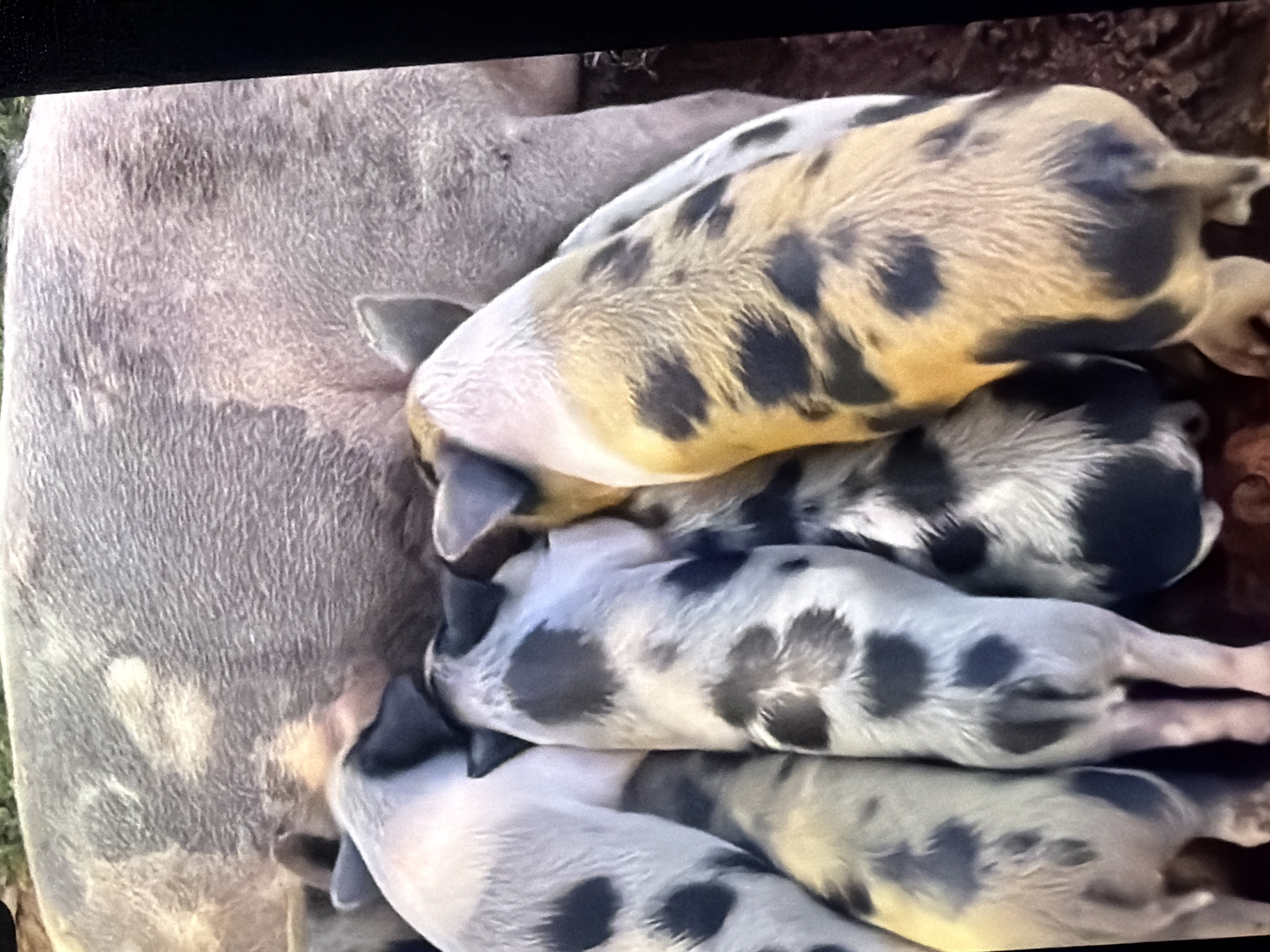 The image shows a group of piglets nursing from a sow. The piglets have spotted coats of black and white or black and yellow. They are positioned around the sow's underbelly, with their heads tucked in. The sow appears large and is lying down. The environment seems to be an outdoor setting, possibly a farm or rural area. There are no people visible in the image. The location is identified as Bukuru, Nigeria.