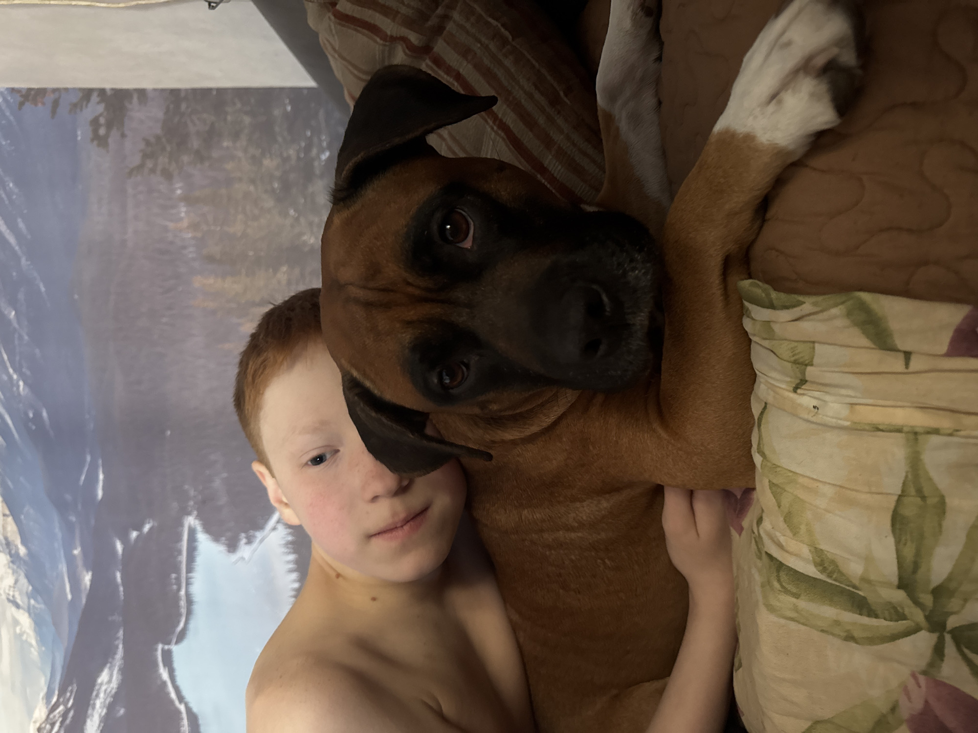 A young boy with fair skin and red hair is embracing a brown Boxer dog. The boy is shirtless, and his skin appears slightly flushed. The dog has dark ears, a dark muzzle, and bright brown eyes. The pair are lying on bedding with floral patterns. In the background, there is a window or a wall decoration depicting a forest scene. The location is not discernable from the image; there is no explicit evidence indicating it is Chaikovsky, Russia.