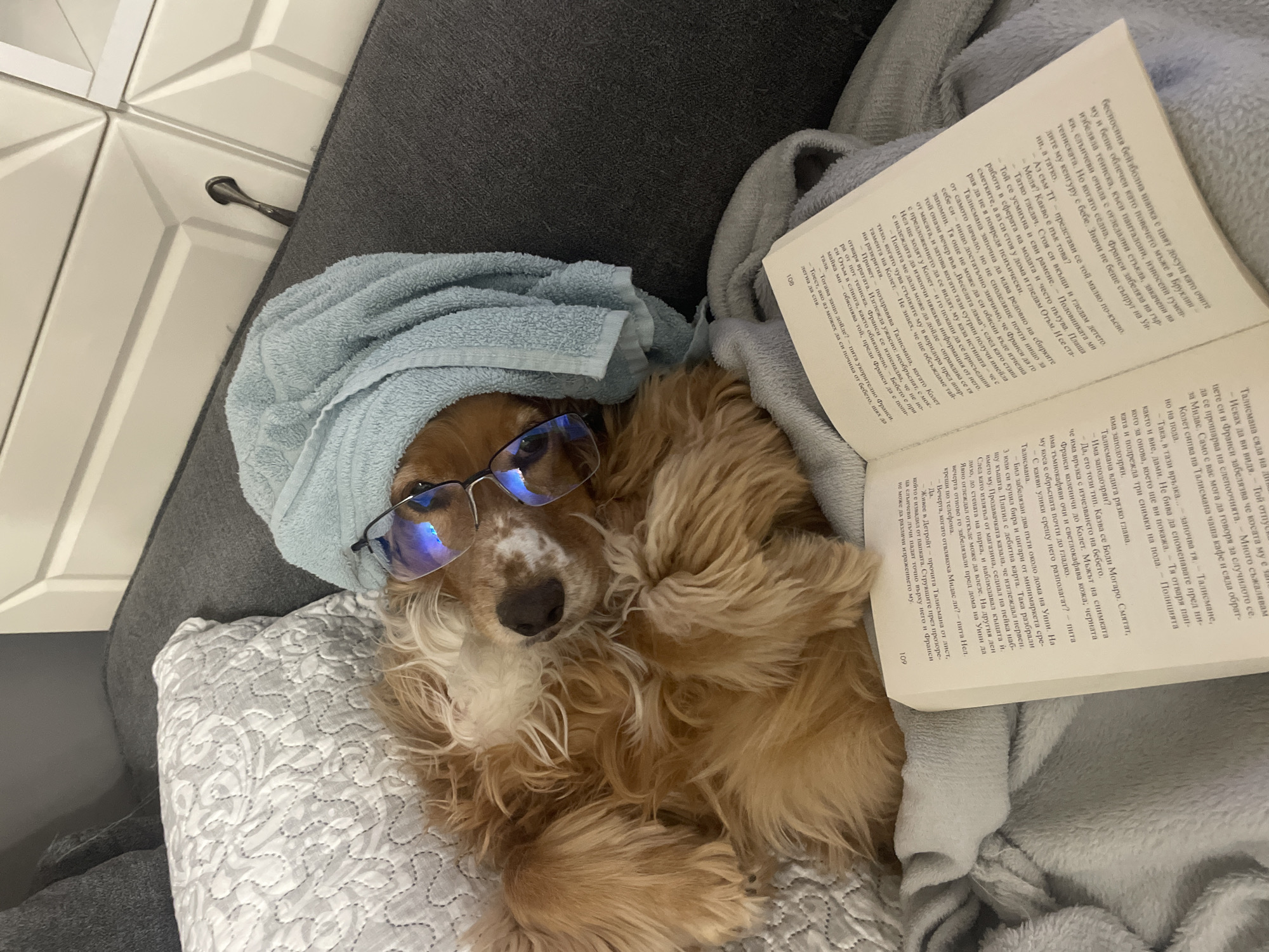 This image features a humorous and endearing indoor scene of a light brown, long-haired dog, resembling a Cocker Spaniel, relaxing on a sofa or bed in Razgrad, Bulgaria. The dog is the central subject, lying on a dark grey upholstered surface with a light grey patterned cushion beneath its head.
The dog is playfully adorned with a light blue towel wrapped around its head, mimicking a turban or hair wrap, and wears a pair of eyeglasses perched on its nose, giving it a studious appearance. Its fur is a warm light brown, with lighter, cream-colored markings around its snout and chest. The dog's expression is calm and gentle, looking directly towards the viewer.
Beside the dog, an open book rests on a soft, light grey blanket. The pages of the book are filled with text written in Cyrillic script, identifiable as Bulgarian. Page numbers 108 and 109 are visible at the bottom of the respective pages. The visible text describes a narrative involving characters named "Talisman" and "Fransy" discussing a baby named "Otum" and mentions an abduction concerning a character named "Midas." A suspect, "Bodi Mogaro," is also named.
In the upper left background, part of a white piece of furniture with geometric paneled doors and a dark handle is visible, indicating a residential setting. The lighting in the image appears to be soft and natural, suggesting it was taken during the day. The overall impression is one of a charming and whimsical moment of a dog enjoying a moment of "leisure."