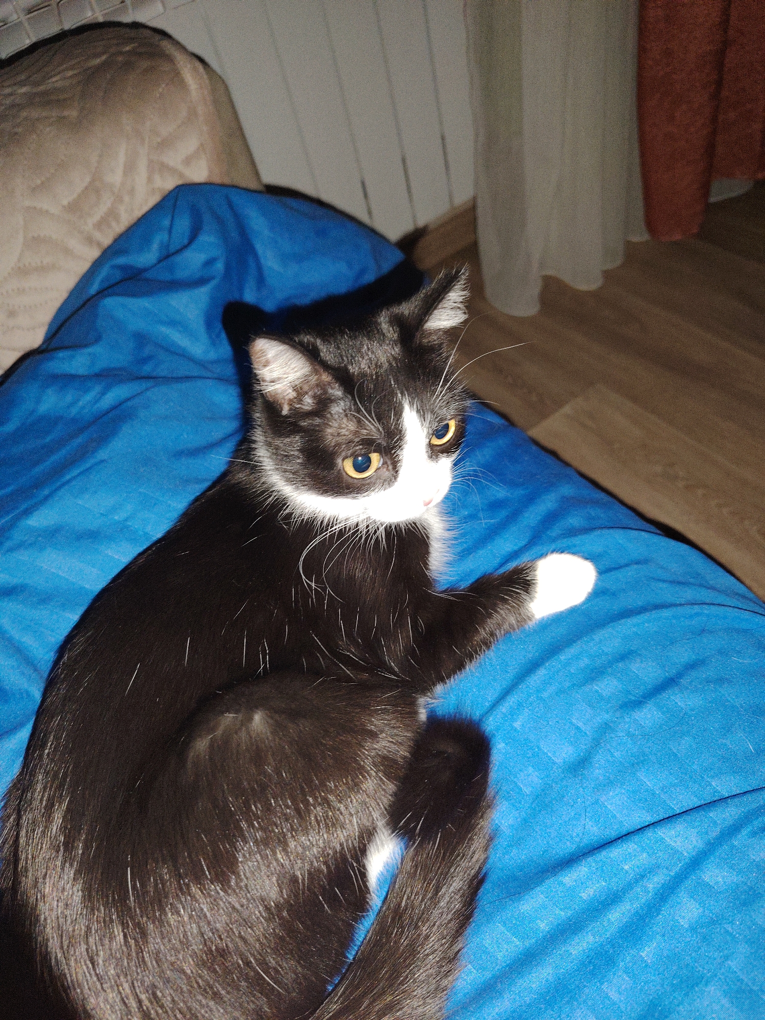 A black and white cat is lying on a bright blue quilted fabric, possibly a blanket or bedspread. The cat is positioned facing the upper right of the frame with its left paw slightly raised. The cat's fur is predominantly black with white markings on its face, chest, and the left paw. Its eyes appear to be golden or yellow. The background includes a beige couch cushion, curtains, a radiator and part of a wood floor. The location is unknown.