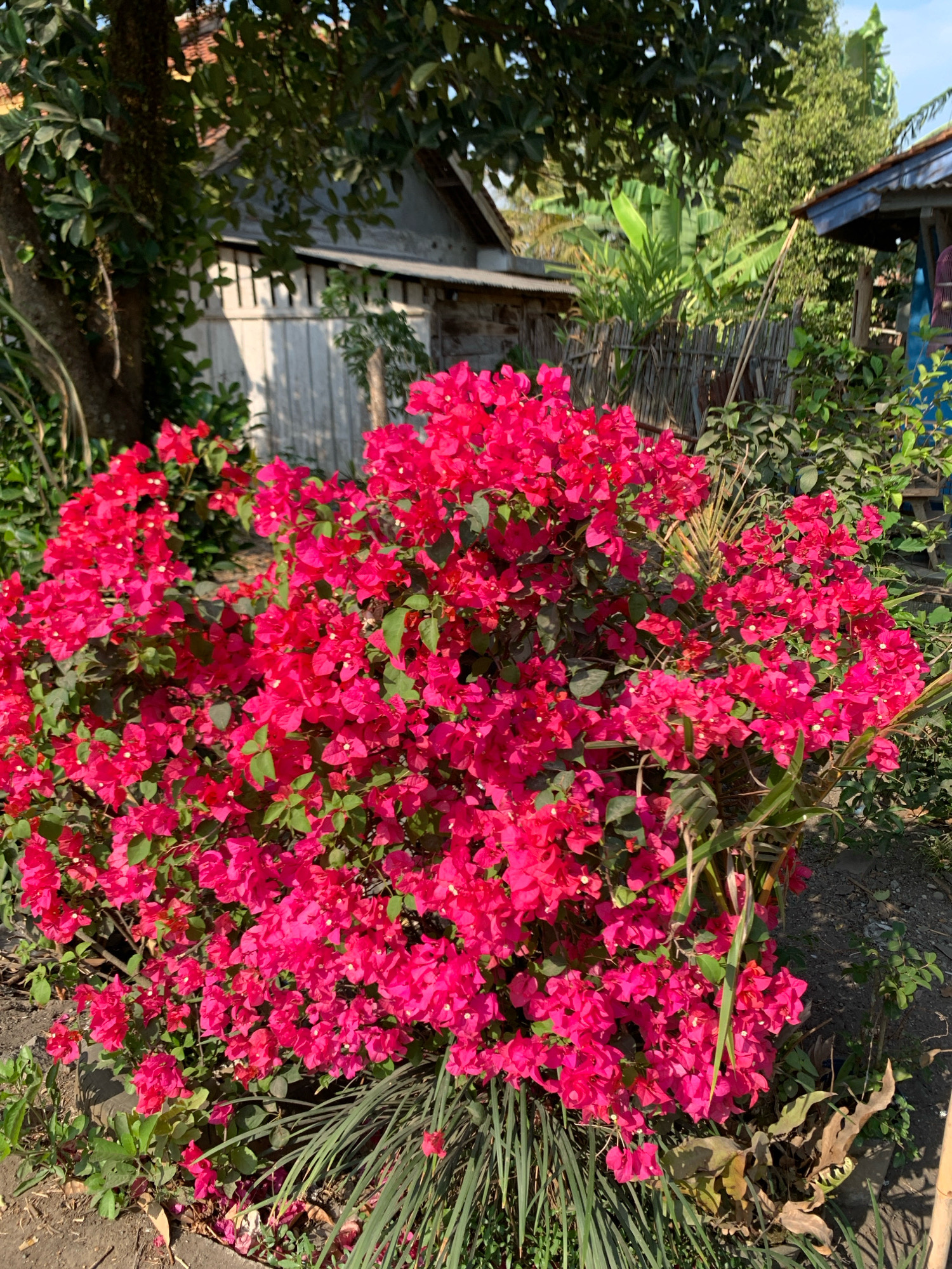 A vibrant cluster of fuchsia bougainvillea flowers dominates the foreground of this outdoor scene, set in Binangun, Indonesia. The flowers are dense and abundant, with many delicate petals creating a rich texture. Green leaves are interspersed throughout the blooms, adding contrast. In the background, a rustic wooden fence is visible, with a section of a building featuring white vertical planks behind it. To the right, another building with a blue roof and a portion of a window can be seen. Lush green foliage, including banana leaves, suggests a tropical or subtropical environment. The ground is a mix of dirt and scattered dry leaves, with some blades of grass growing near the flowers. The lighting indicates it is daytime, with sunlight casting shadows and highlighting the colors of the flowers. No people are present in the frame.