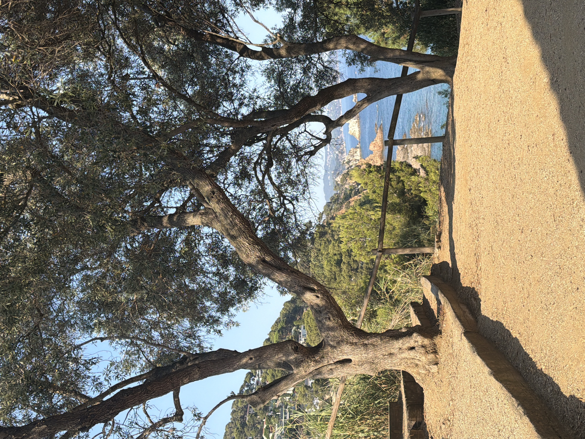 This is a vertical, eye-level, outdoor, daylight shot of a scenic viewpoint in Blanes, Spain, overlooking the Mediterranean Sea. In the foreground, a wide, sandy pathway with a rustic wooden railing curves to the right. The path is bordered by a low, tiered retaining wall made of wood and concrete, with a large, gnarled olive tree prominently featured on the left side, its trunk thick and textured, with branches reaching upwards and outwards.
Beyond the pathway and railing, a vibrant blue sea stretches to the horizon, dotted with small rocky islands and cliffs. The coastline on the left is lined with lush green vegetation and houses, indicating a populated area. The sky is a clear, bright blue. The overall atmosphere is serene and natural, suggesting a well-maintained public space designed for enjoying the coastal landscape.