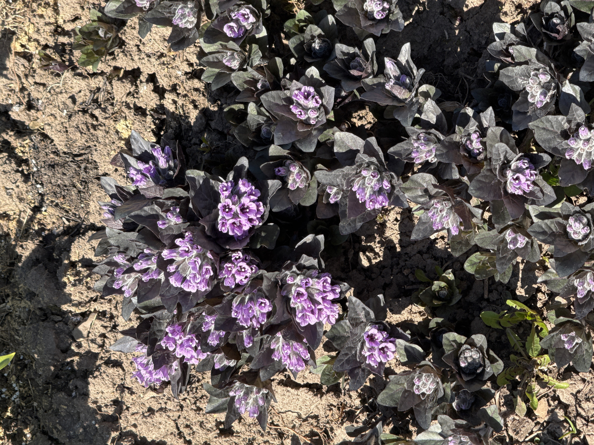 The image shows a patch of ground cover, likely in a garden or natural area, in Перевозное, Russia. The plants have dark, purplish-black leaves and clusters of small, purple flowers. The surrounding soil is dry and cracked, with some loose debris scattered around the plants. The lighting suggests a sunny day.