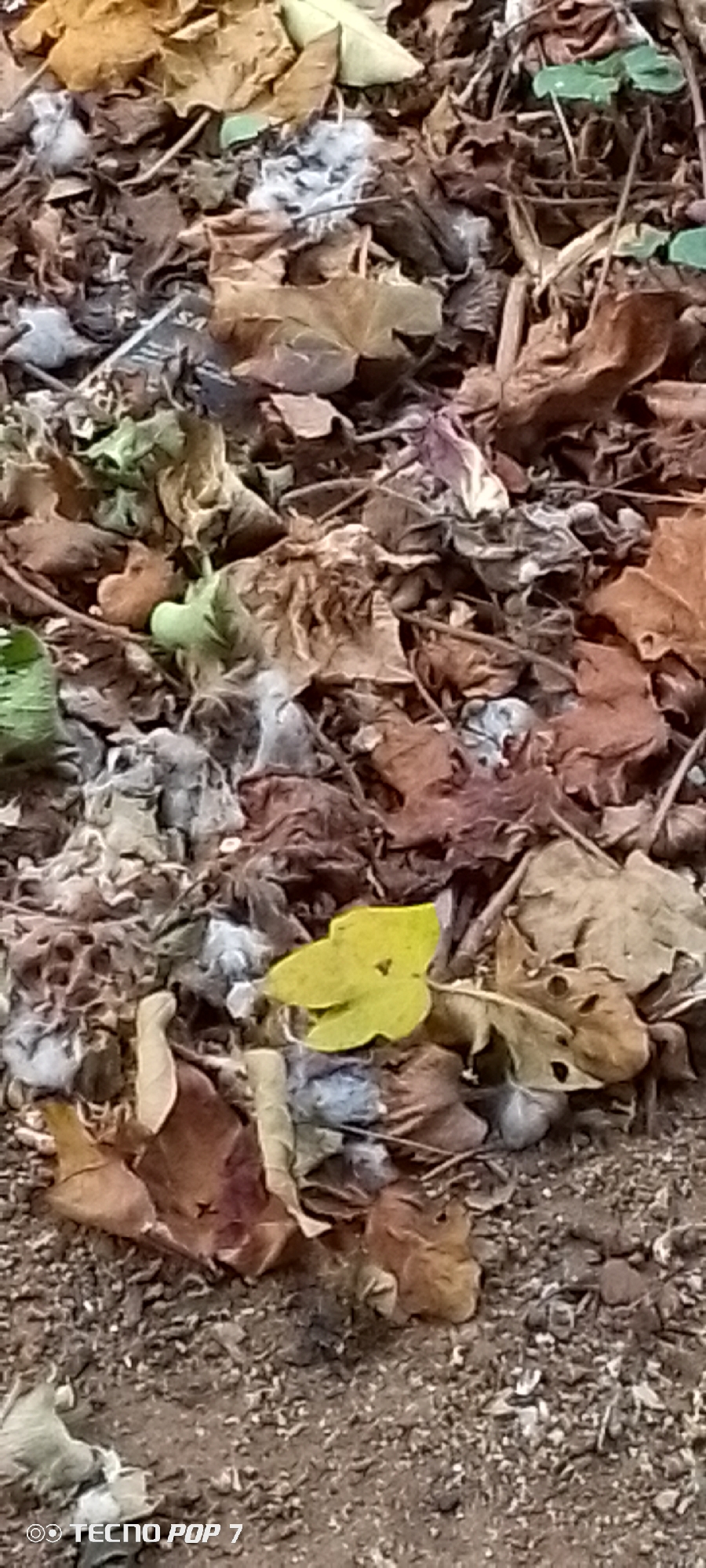 The image depicts a close-up view of fallen leaves and debris scattered on the ground. The leaves are in various stages of decay, with colors ranging from brown and orange to green and yellow. Some white, fluffy material is mixed within the leaves, possibly cotton or lint. The ground appears to be composed of dirt and small stones. The overall scene suggests an outdoor environment, likely in a natural setting or a park area, possibly within the city of Altagracia, Venezuela. There are no people or animals visible in the image, and no specific actions or interactions are depicted. The image has a watermark at the bottom that reads "TECNO POP 7".