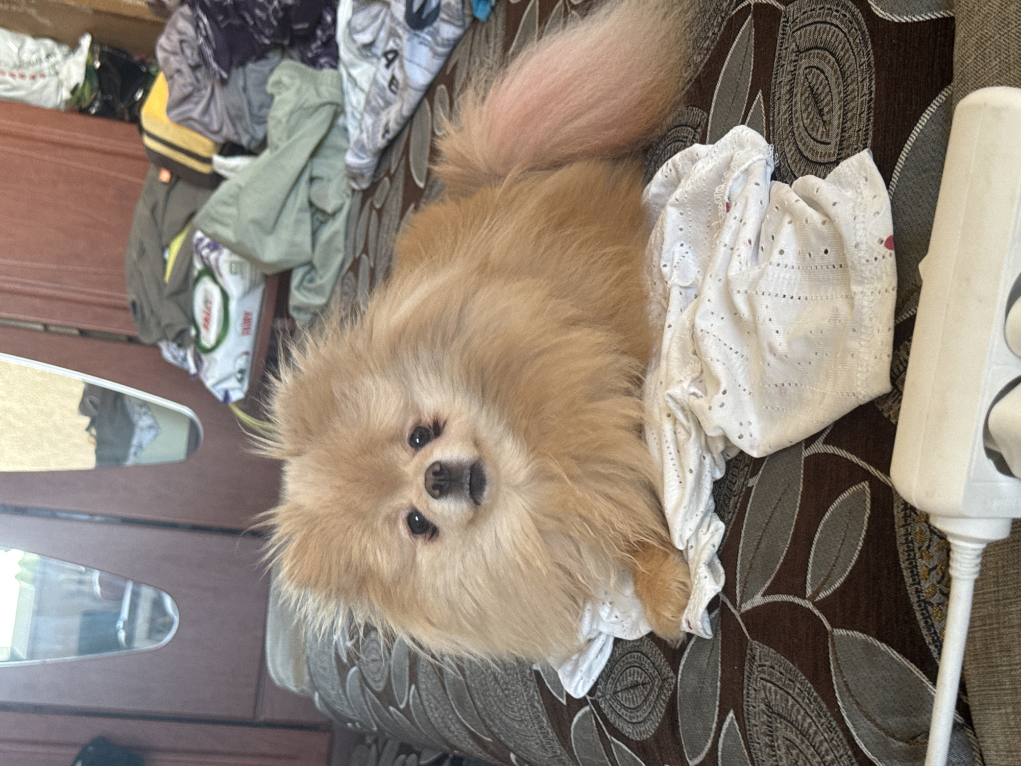 A light brown Pomeranian dog with fluffy fur and dark eyes lies on a patterned brown sofa. The dog is on top of a white, lacy fabric. In the background, there are piles of clothes and what appears to be a closet with mirrors. A white power cord with a white plug is visible in the foreground.