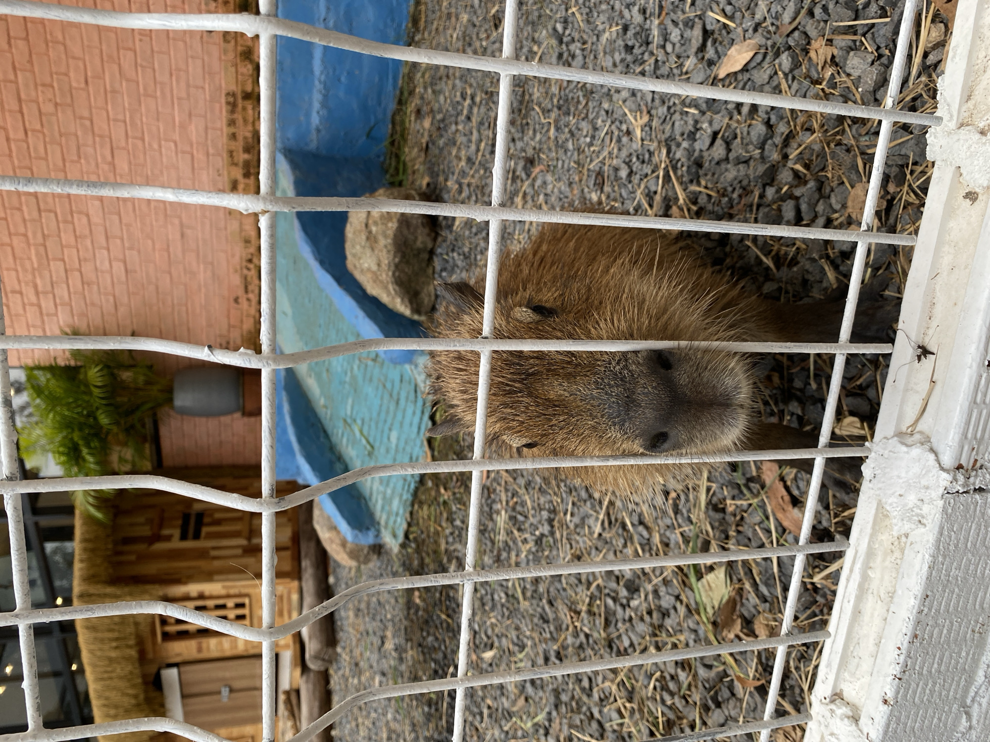 A capybara is visible through a white wire fence. The ground is covered in small grey rocks and dried leaves. Behind the fence and to the left, there's a brick structure with a blue painted section and a rock border. Further left, there is a wooden structure with a thatched roof, and plants in a grey planter are visible. The photo was taken in Choeng Thale, Thailand.