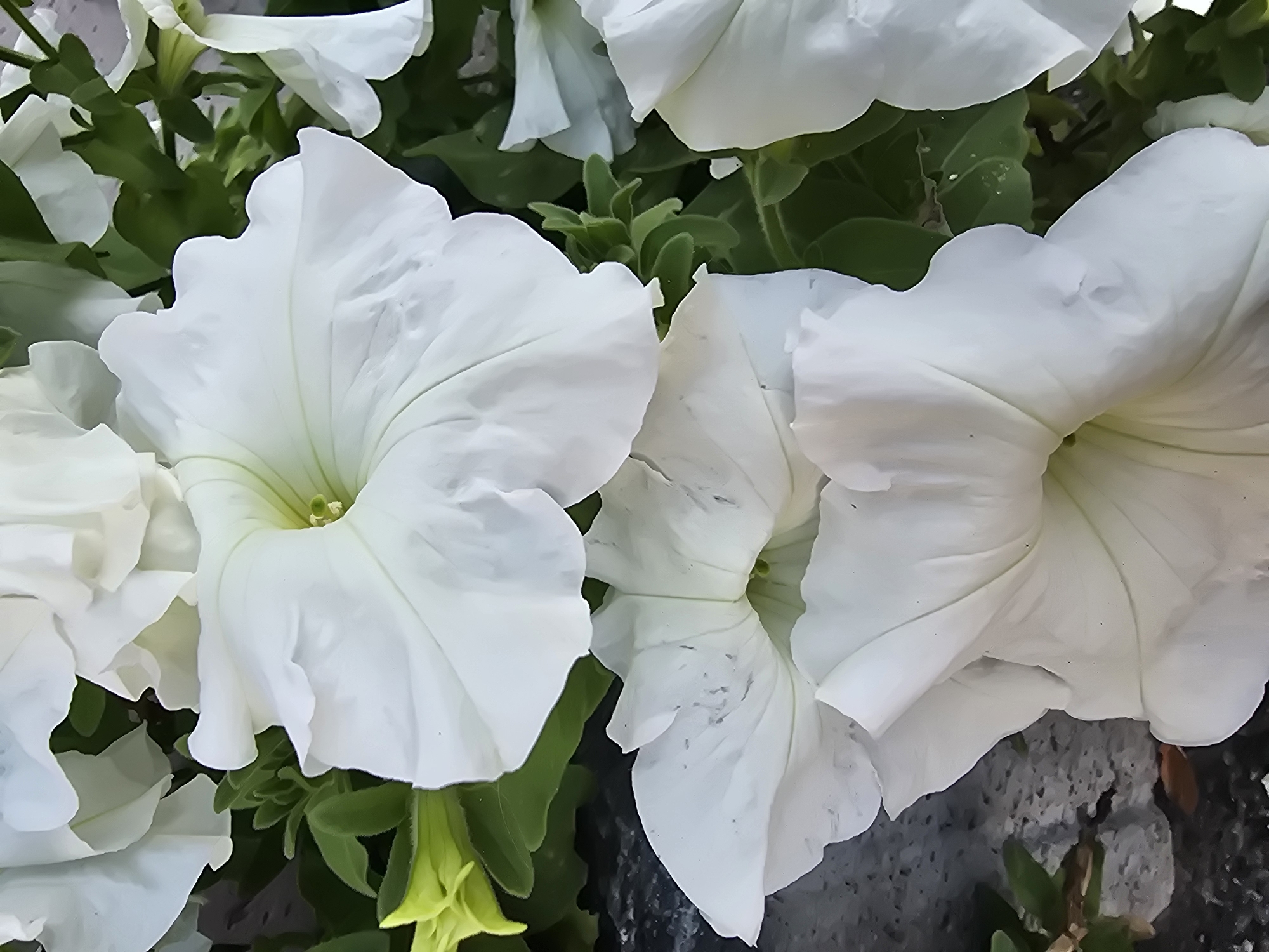 A close-up, eye-level shot captures a cluster of white petunias in bloom. The petals are delicate and slightly ruffled, with a pale green tinge in the center. Lush green leaves serve as a backdrop, some tinged with yellow, indicating a potential lack of nutrients or sunlight. The overall impression is one of delicate beauty and natural growth. The location is specified as Sofiivska Borshchahivka, Ukraine, though no specific urban features are visible in the frame. The image's composition focuses entirely on the flora, excluding any human presence or urban elements.