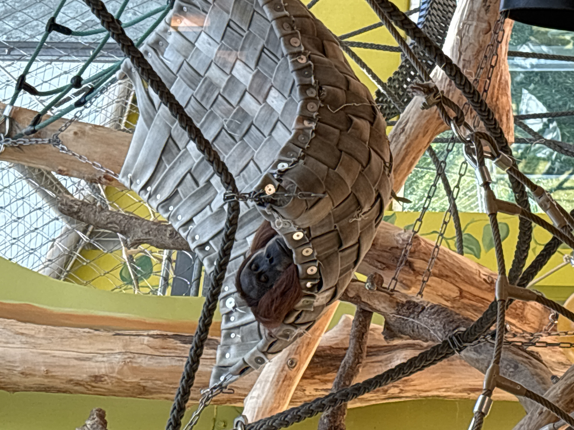 The image depicts an orangutan resting in a woven hammock suspended between tree branches. The orangutan's face is visible, with its eyes closed and its head resting on its arm. Its long, reddish-brown fur is spread around its head. The hammock appears to be made of a durable, woven material, possibly canvas or a synthetic fabric, and is attached to thick ropes and chains. The background shows a bright yellow wall, with some vegetation visible through a wire mesh enclosure. Several thick wooden branches are also present, contributing to the naturalistic setting. The overall environment suggests an enclosure within a zoo or wildlife sanctuary, designed to mimic the orangutan's natural habitat.