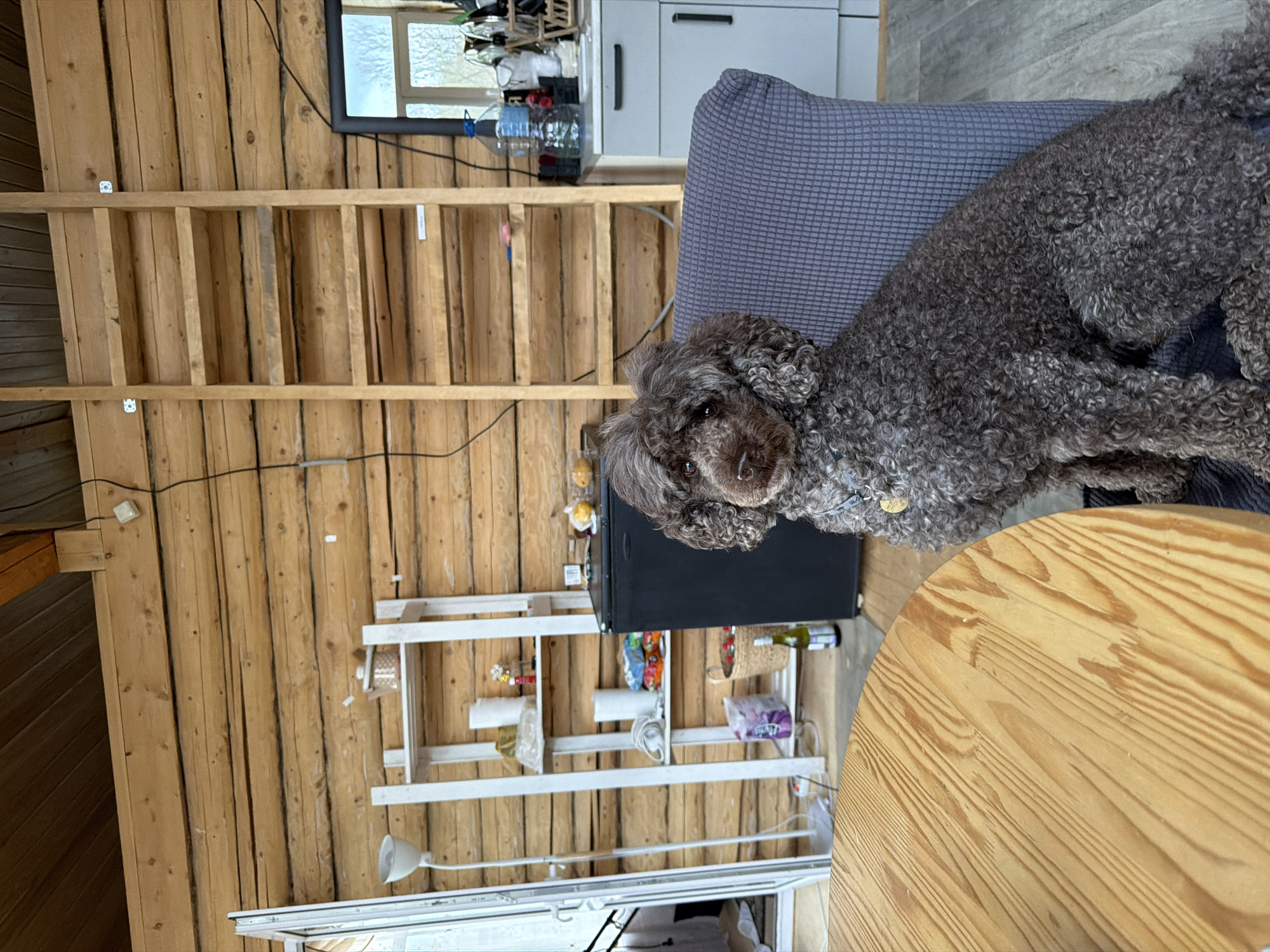 A medium, angled shot shows the interior of a room with wooden plank walls, revealing a brown, curly-haired dog perched on a blue patterned chair. The dog is facing the camera, with its head tilted slightly to the left. To the left of the chair is a black mini fridge positioned in front of a white shelving unit holding various items. Behind the dog and chair, a white cabinet is visible. The foreground features a round wooden table with visible grain. A ladder-like structure made of wooden planks is seen above the mini fridge and cabinet. The location is in an unknown place and city.
