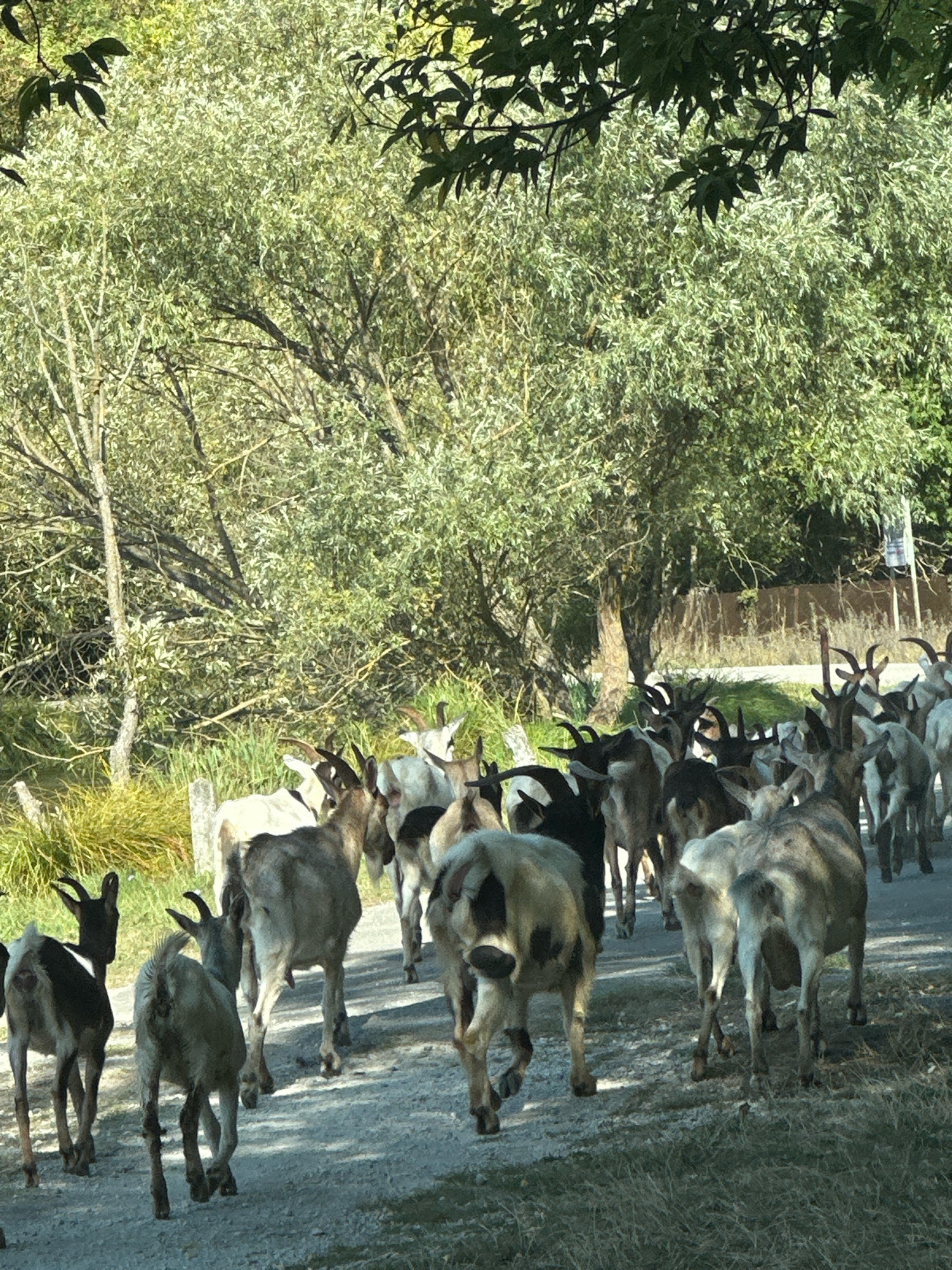 A herd of goats is walking down a dirt road in Makiv, Ukraine. The goats are of various colors, including white, brown, and black. Some of the goats have horns. The road is lined with trees and grass. In the background, there is a fence and a sign. The sun is shining and casting shadows on the ground.