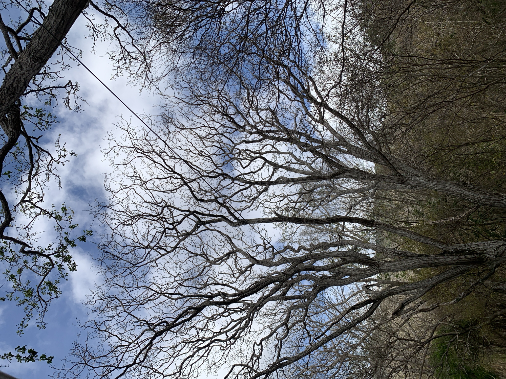 The image depicts a view looking upwards through a dense canopy of bare trees towards a partly cloudy sky. The branches are intricate and intertwined, silhouetted against the blue and white of the sky. A powerline cuts across a small portion of the sky. The location is Tacarigua, Venezuela, though the scene offers no specific details confirming a precise location. There are no people visible. The dominant objects are tree branches and sky.