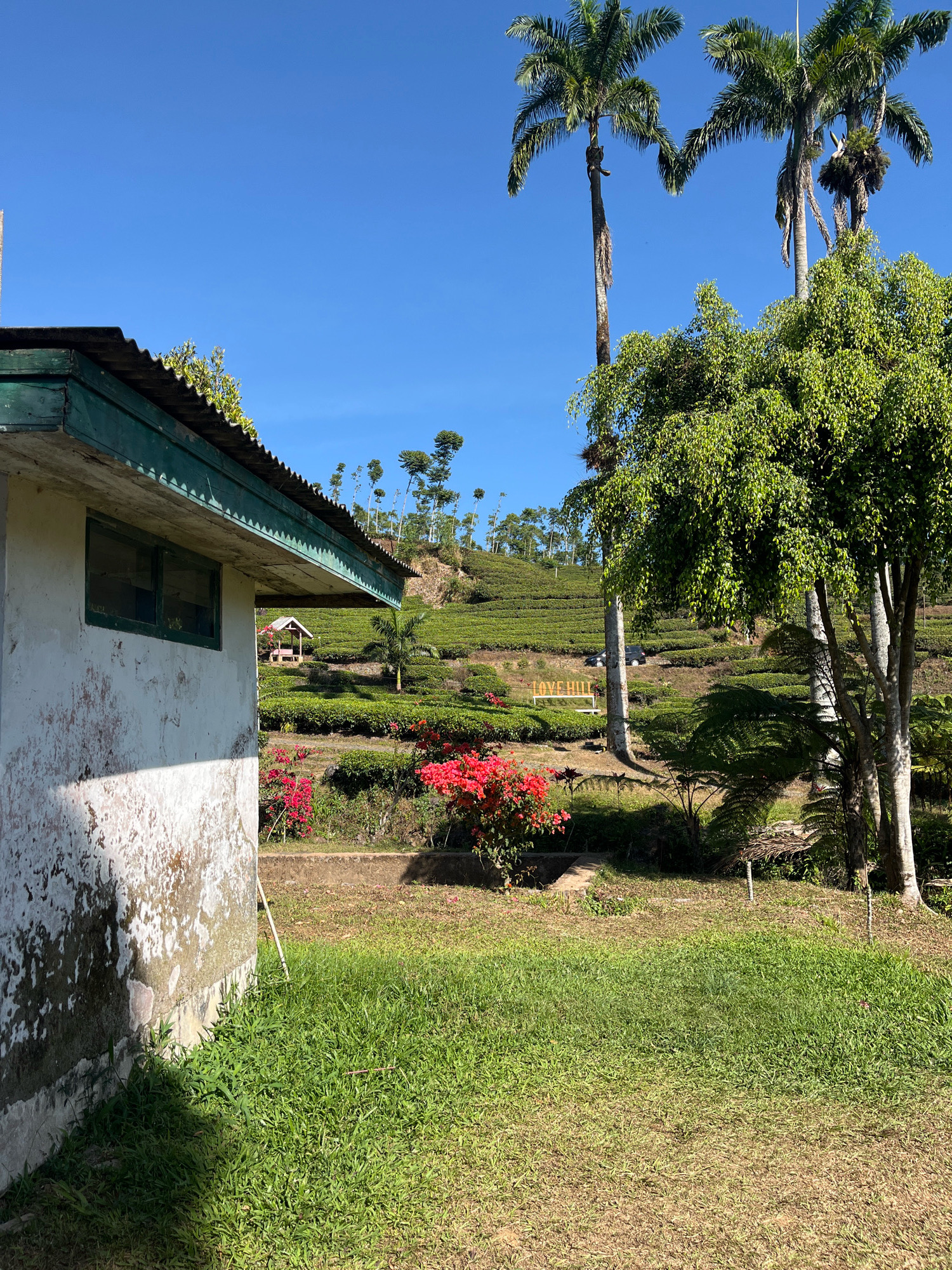 This image depicts a scenic view of a tea plantation on a bright, sunny day. In the foreground, the weathered wall of a white building with a green-trimmed roof juts into the frame from the left. The wall shows signs of age with peeling paint and moss. Adjacent to the building is a lush green lawn.
The middle ground transitions to a vibrant garden area with bright red flowering bushes. Beyond the garden, rolling hills are covered with neatly terraced tea bushes, creating a patchwork of green. A small, quaint gazebo with a red roof is visible amidst the tea fields. Further up the hill, a sign that reads "LOVE HILL" is planted. A dark-colored car is parked on a path winding through the plantation. Two tall palm trees stand prominently in the right mid-ground, with a large leafy tree to their right.
The background is dominated by a clear, bright blue sky. In the distance, more trees dot the upper slopes of the hills. The overall impression is one of natural beauty and tranquility. While the exact location within Tomblo, Indonesia, is not specified, the imagery suggests a rural, possibly mountainous region known for tea cultivation. There are no people visible in the image.