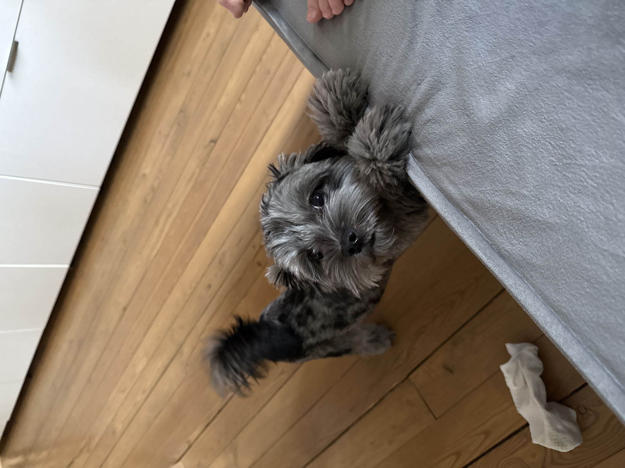 A small, grey, fluffy dog with a bushy tail stands on its hind legs, with its front paws resting on the edge of a grey upholstered surface. The dog is looking directly at the camera with dark eyes and a curious expression. The background consists of a light brown wooden floor and a white cabinet with a handle. To the right of the dog, part of a person's foot, wearing a pinkish sock, is visible. On the floor to the left, there is a crumpled white tissue. The scene appears to be indoors, likely in a home environment. There is no information in the image to suggest its location in the city of Chaikovsky, Russia.