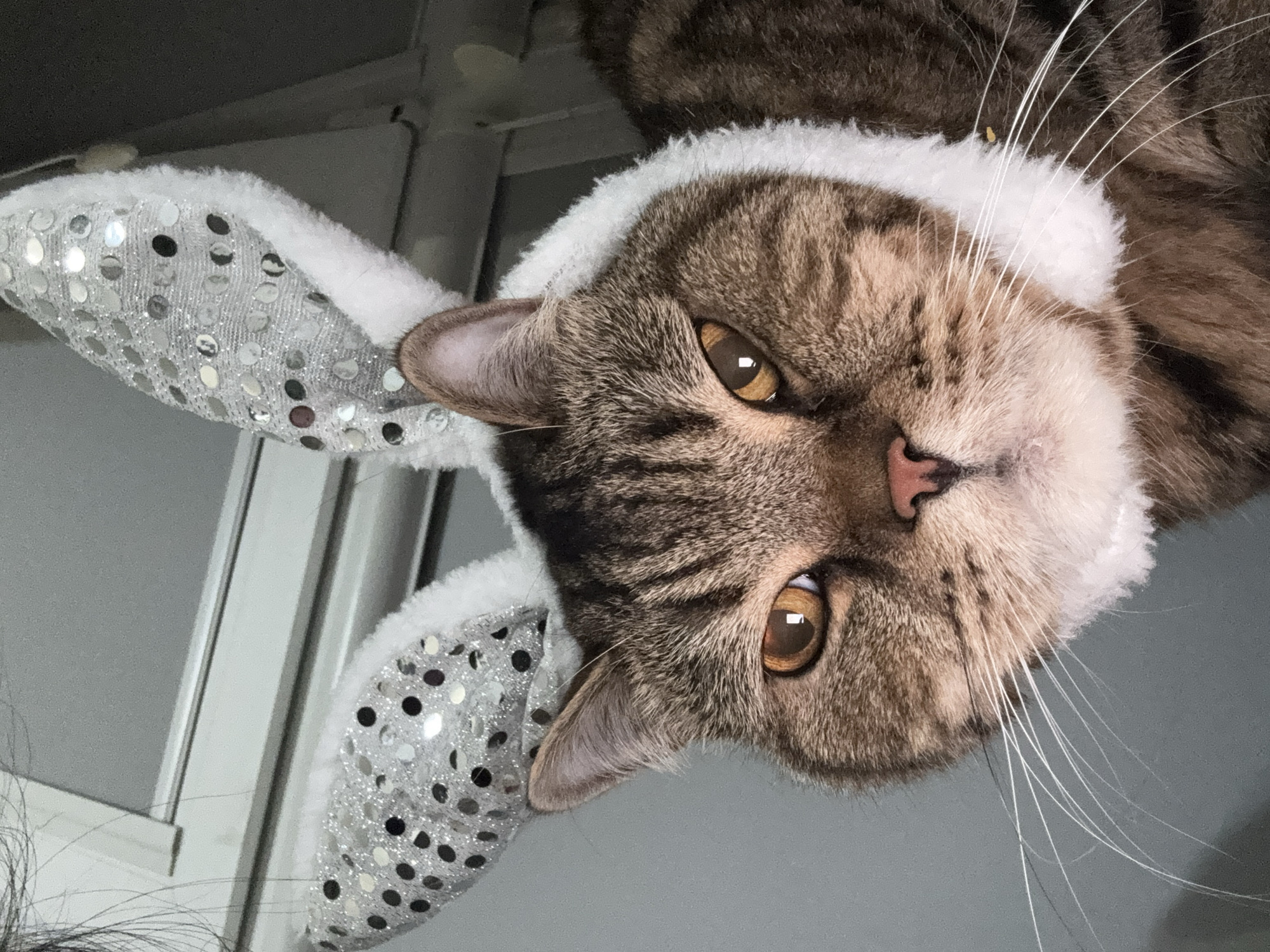 A close-up, low-angle shot shows a tabby cat wearing a fluffy white headband adorned with sparkly silver bunny ears with black polka dots. The cat has amber eyes and is looking directly at the camera with a serious expression. The background is out of focus and appears to be indoors, with what looks like a window or some kind of shelving unit behind the cat. The image was taken in Mikhaylovsk, Russia.